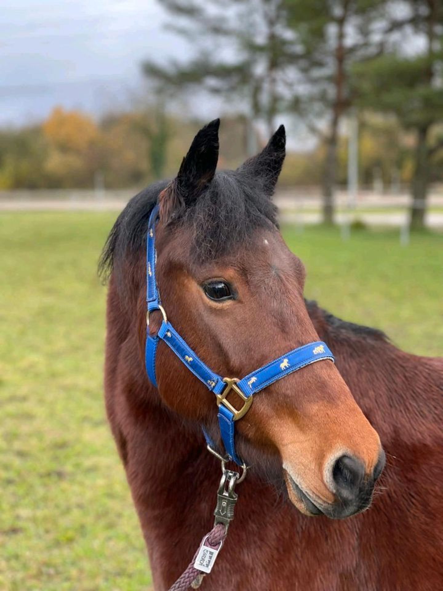 Deutsches Reitpony Mix Stute 5 Jahre 125 Cm Brauner In Durmersheim