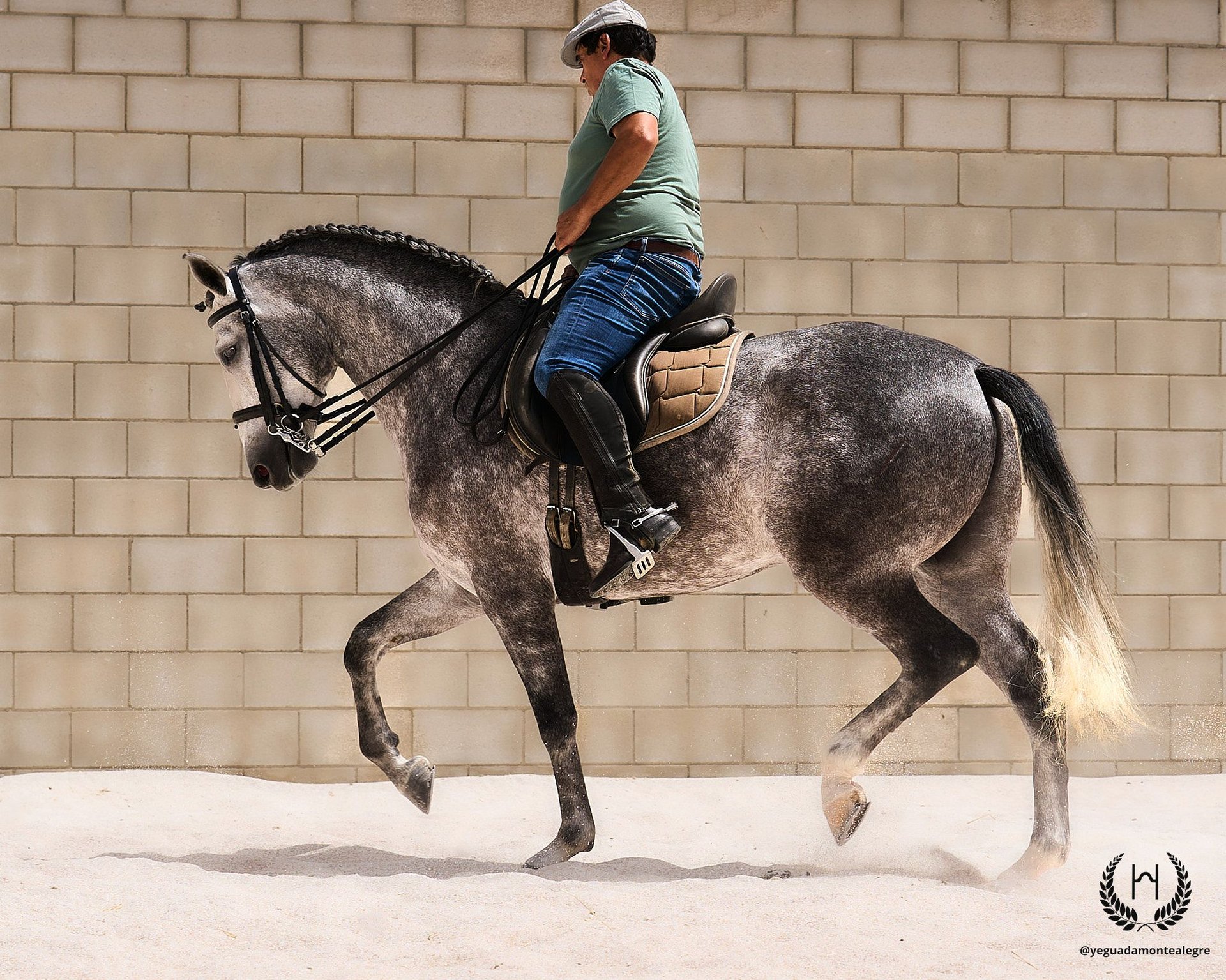 PRE Mestizo Caballo castrado 4 años 168 cm Tordo rodado in Navalperal De  Pinares