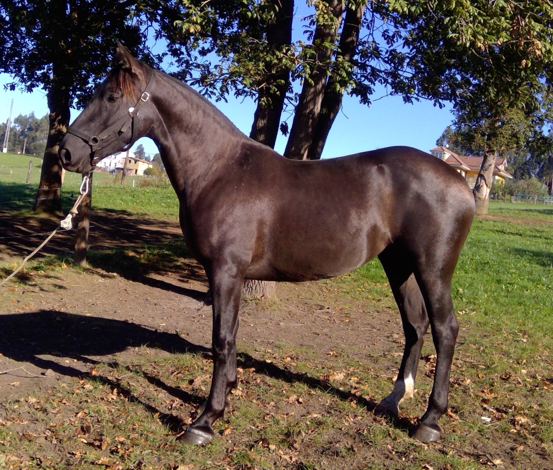 PRE Mix Mare 5 years 15,2 hh Black in Norte