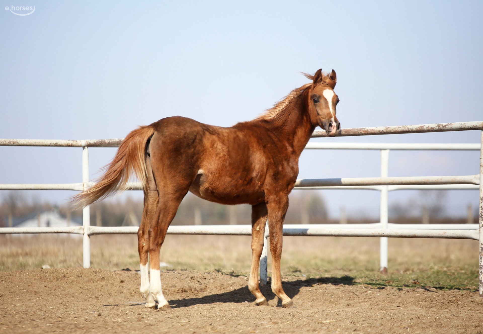 Volbloed Arabier Merrie 1 Jaar 157 cm Vos in Strykow