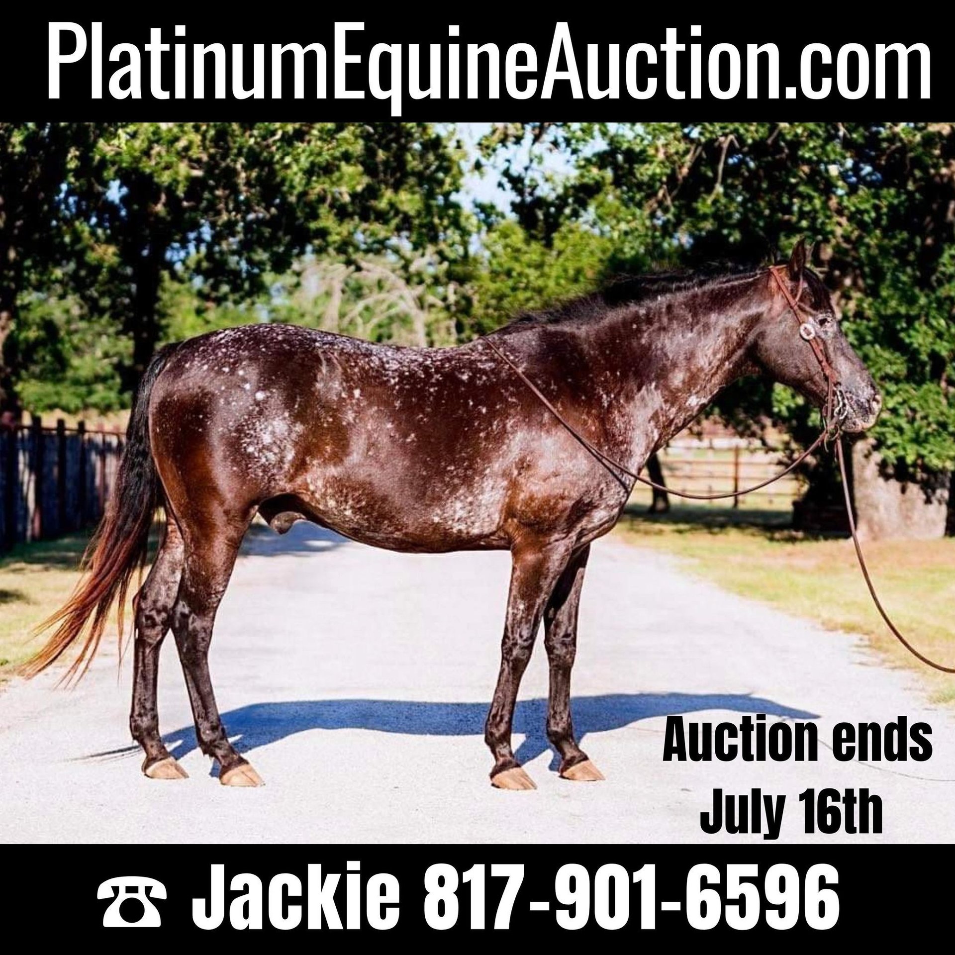 Appaloosa Gelding 5 years 15,1 hh Black in Morgan MIll TX