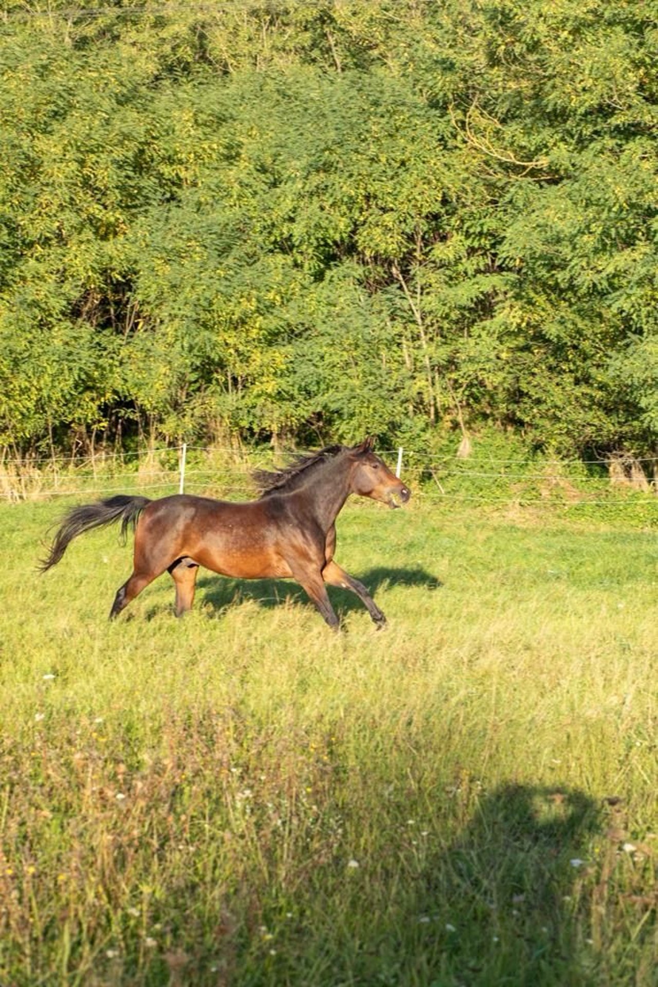 Quarab Wallach 5 Jahre 162 cm Dunkelbrauner in Marktbreit