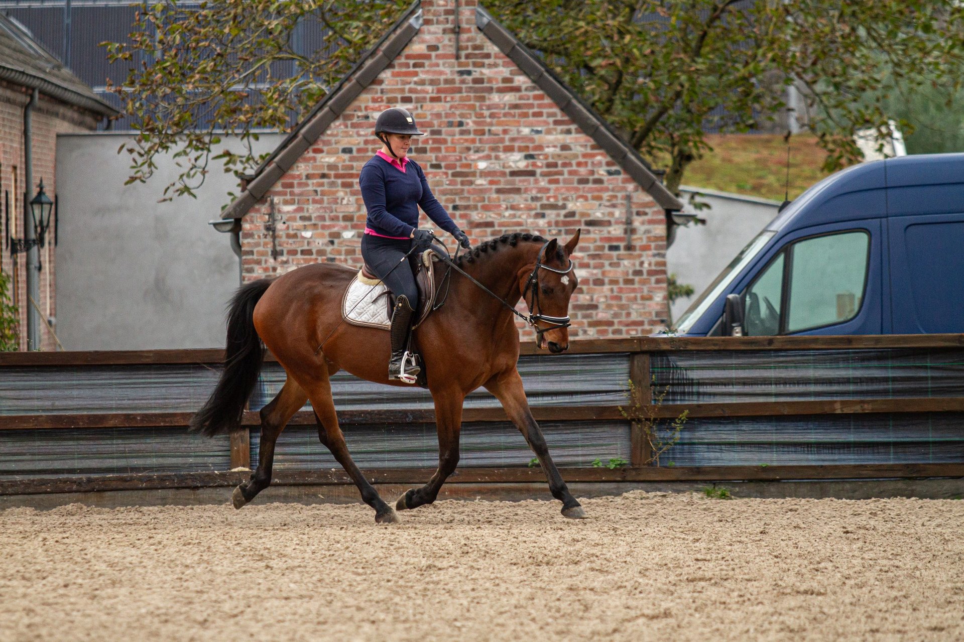 Anglo European Studbook Mix Gelding 4 years 16,1 hh Bay in De Mortel