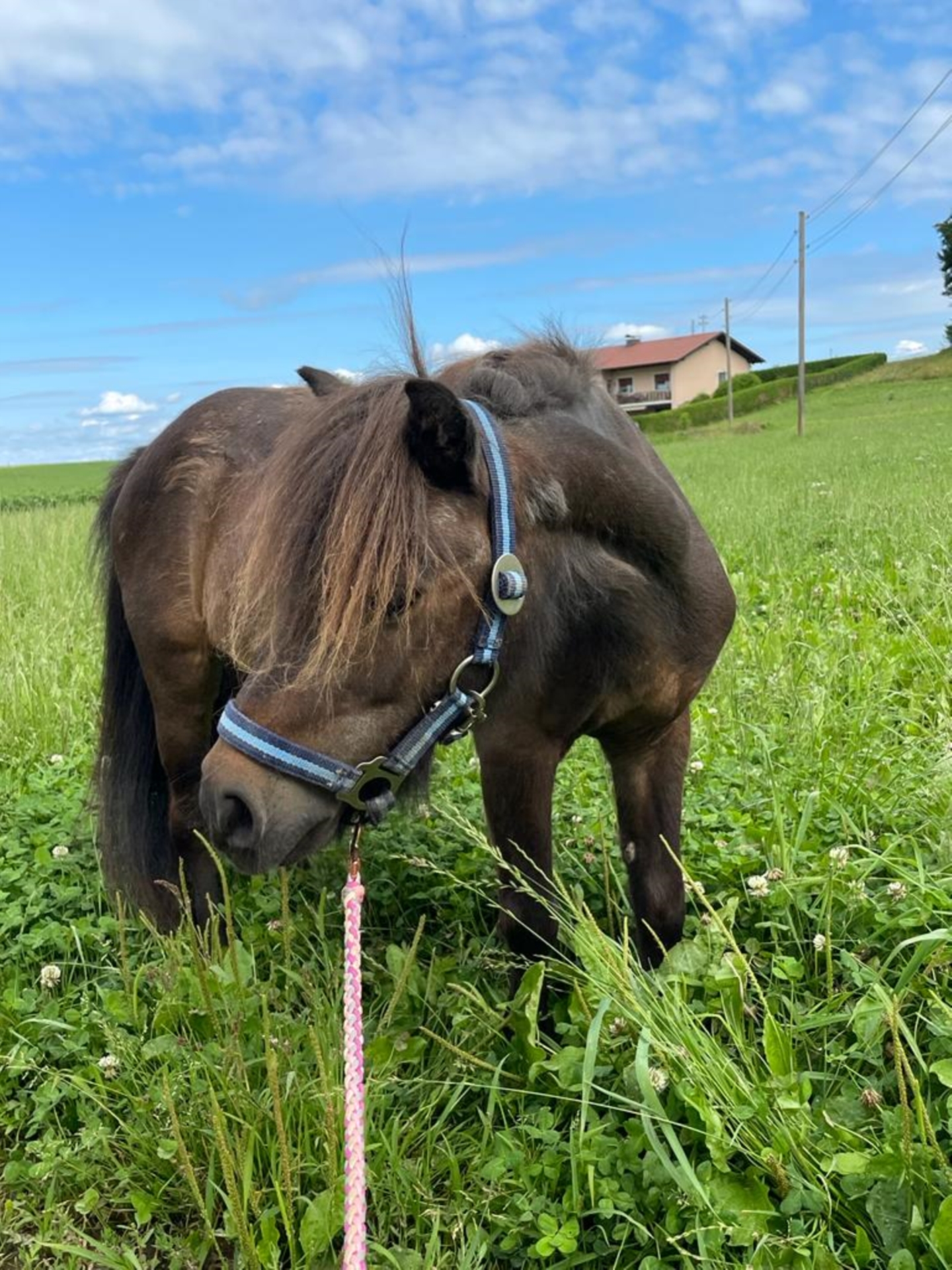 Inne Kuce/małe Konie Klacz 25 Lat 95 Cm Gniada In Geretsberg