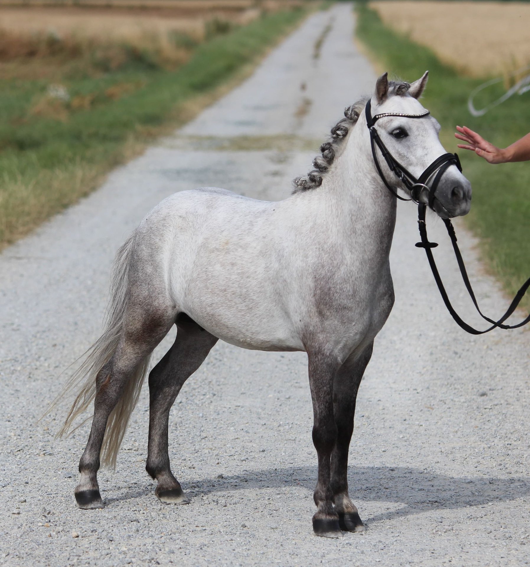 Welsh Pony Kaufen