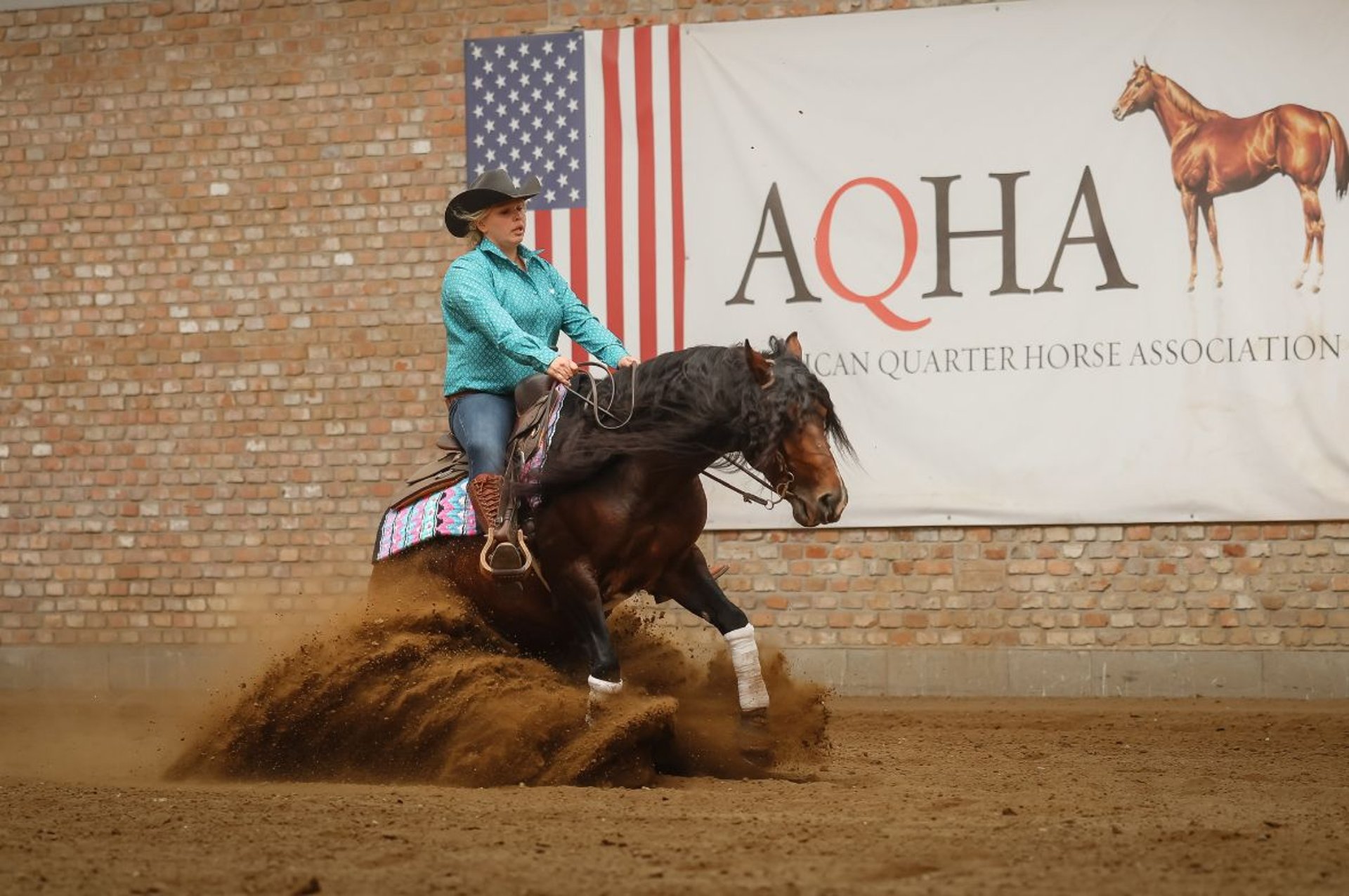 American Quarter Horse Ogier 6 lat 150 cm Ciemnogniada in