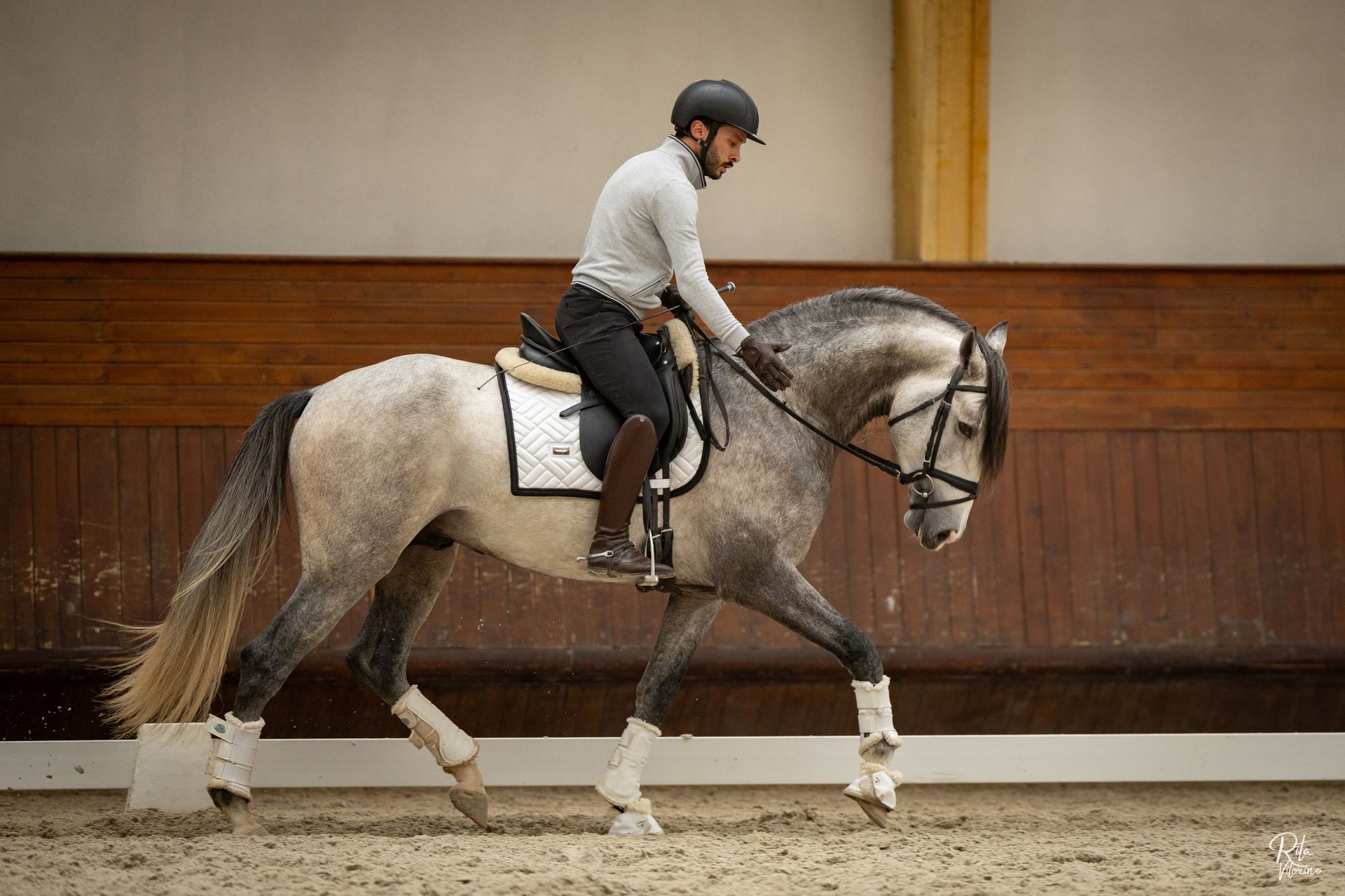 Lusitano-Hengst, Impression 1