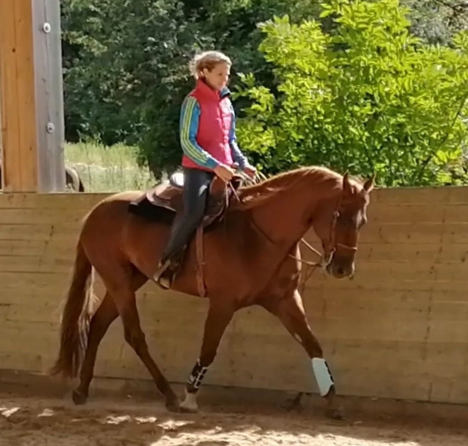 American Quarter Horse Wallach 18 Jahre 160 Cm Fuchs In Grassau american-quarter-horse-wallach-18-jahre-160-cm-fuchs-in-grassau