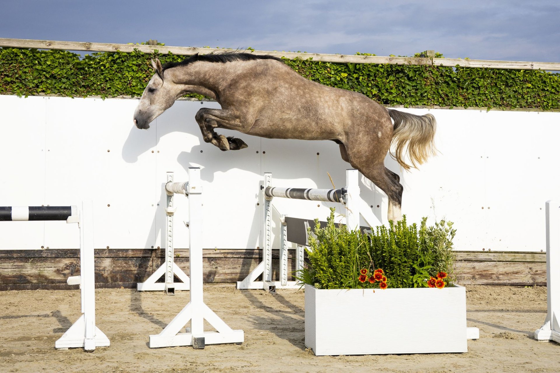 KWPN Gelding 3 years 16,1 hh Gray in Waddinxveen
