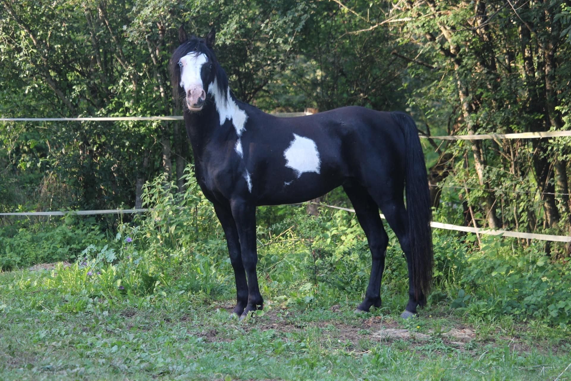 Austrian Warmblood Mix Stallion 6 years 14,2 hh Overo-all-colors in Figeac