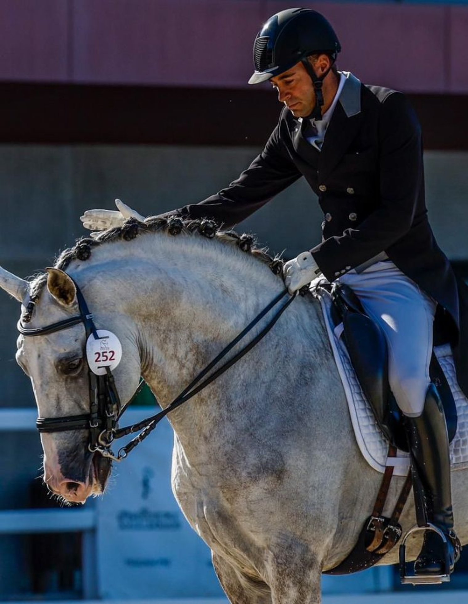 Lusitano-Hengst, Impression 3