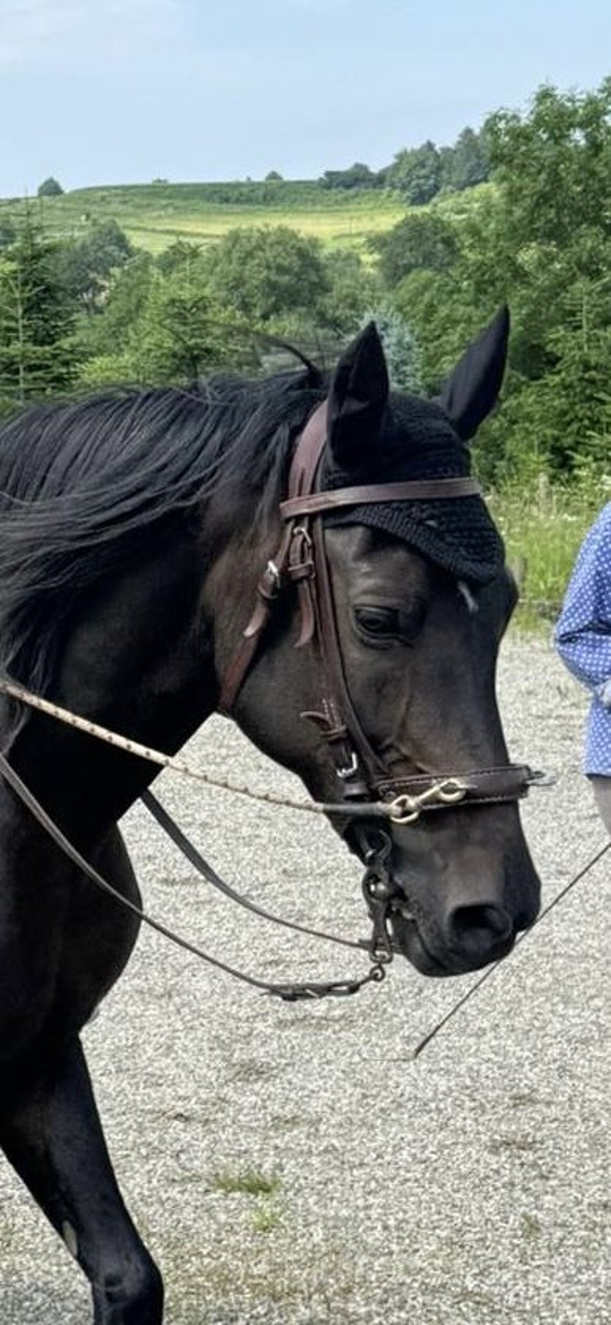 Bonita, Deutsche Reitpony-Verlassstute, Porträt