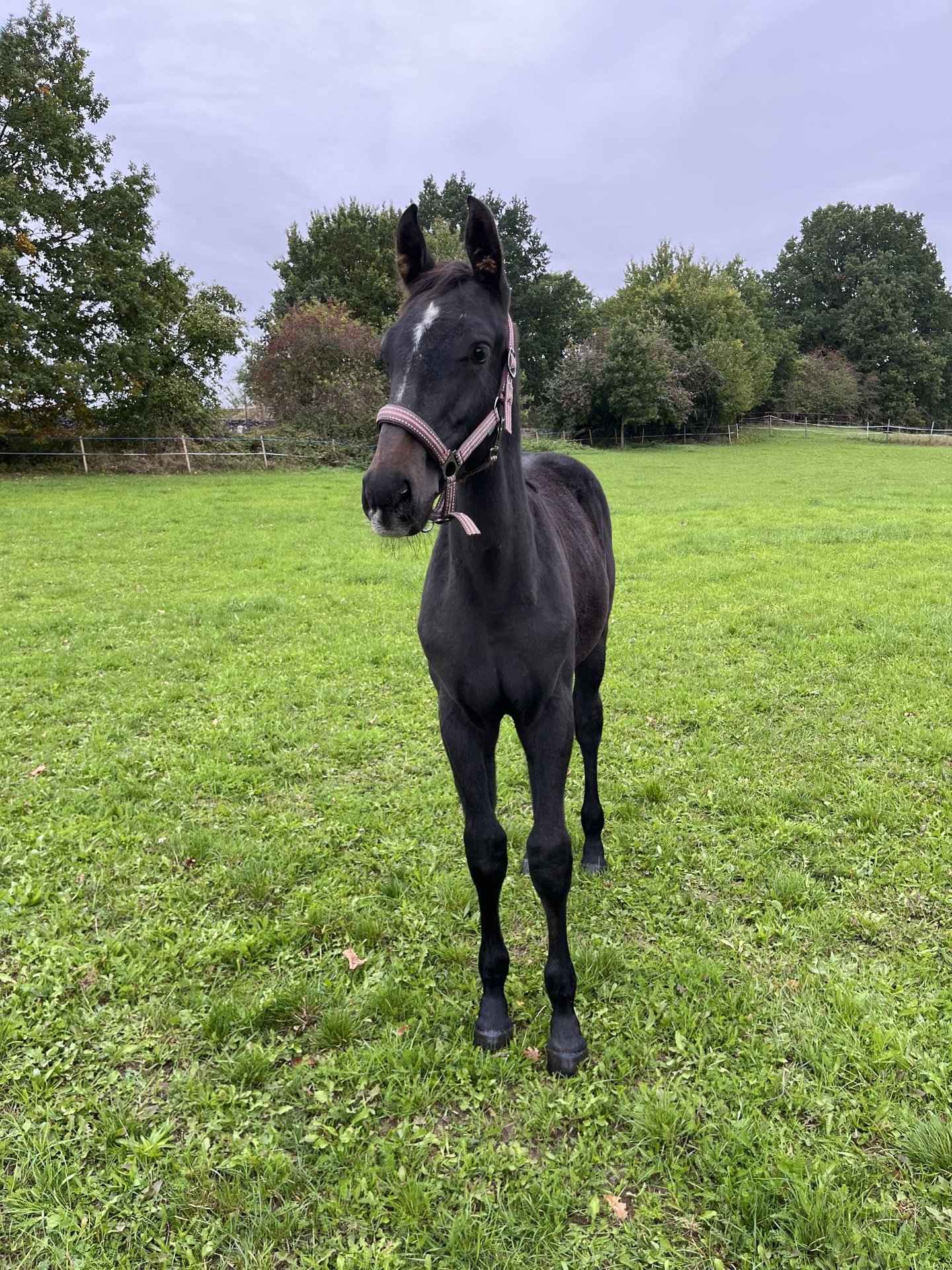 Czech Warmblood Stallion 1 year Can be white in Krsice