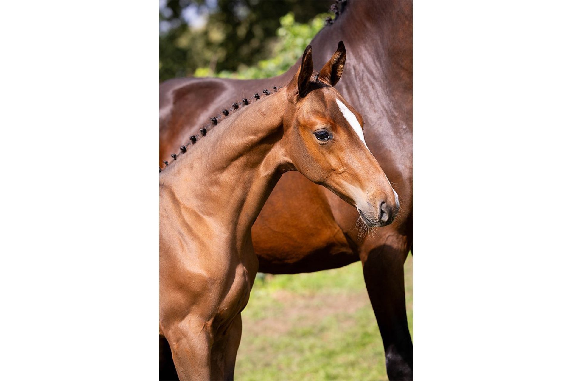 KWPN Stallion Foal (07/2025) in Heerde