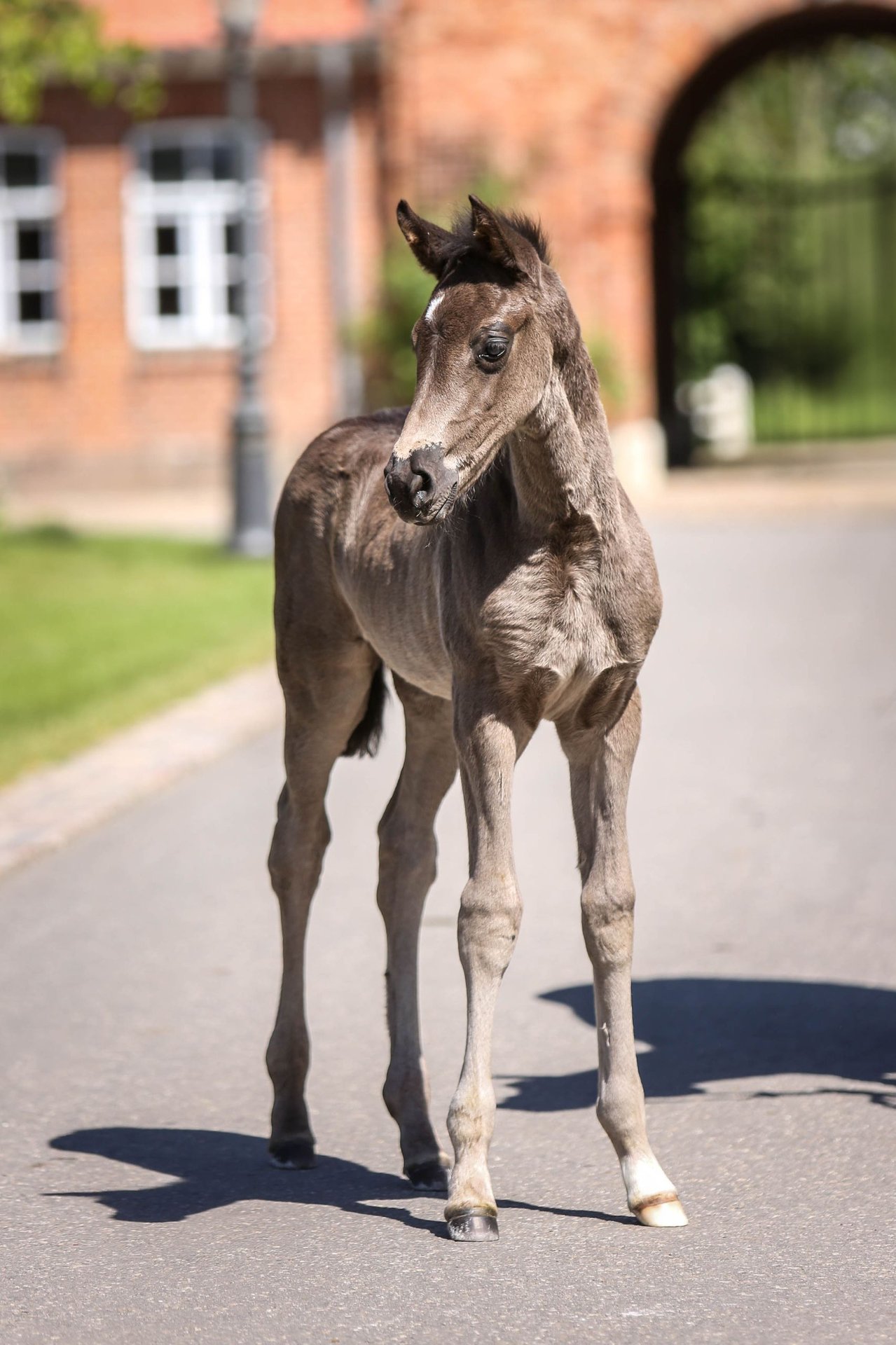 Oldenburg Mare Foal (05/2024) Black in Grebin