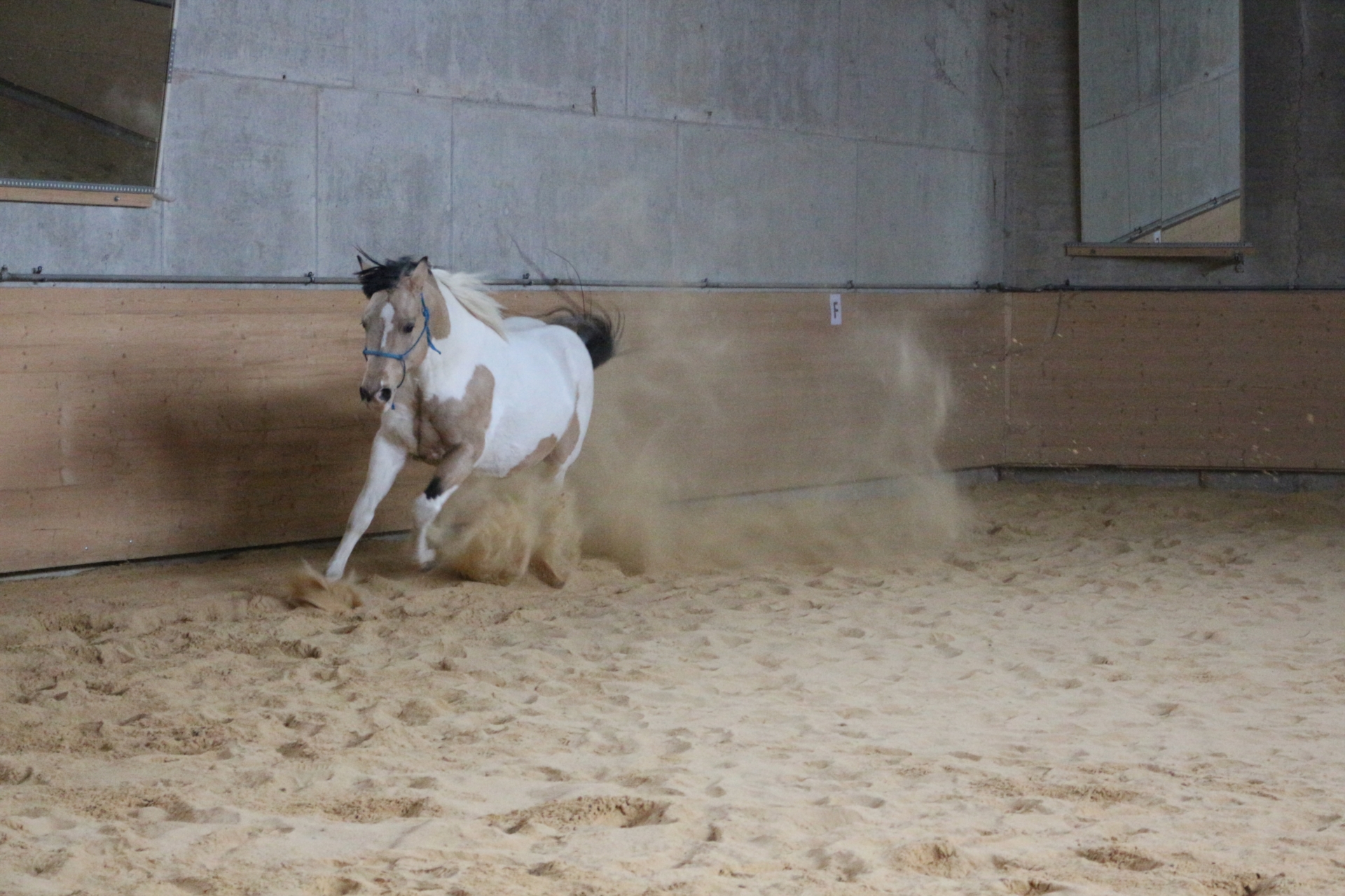 DELTA DUNIT RIGHT Paint Horse Hengst Tobiano-alle-kleuren In Eggenthal