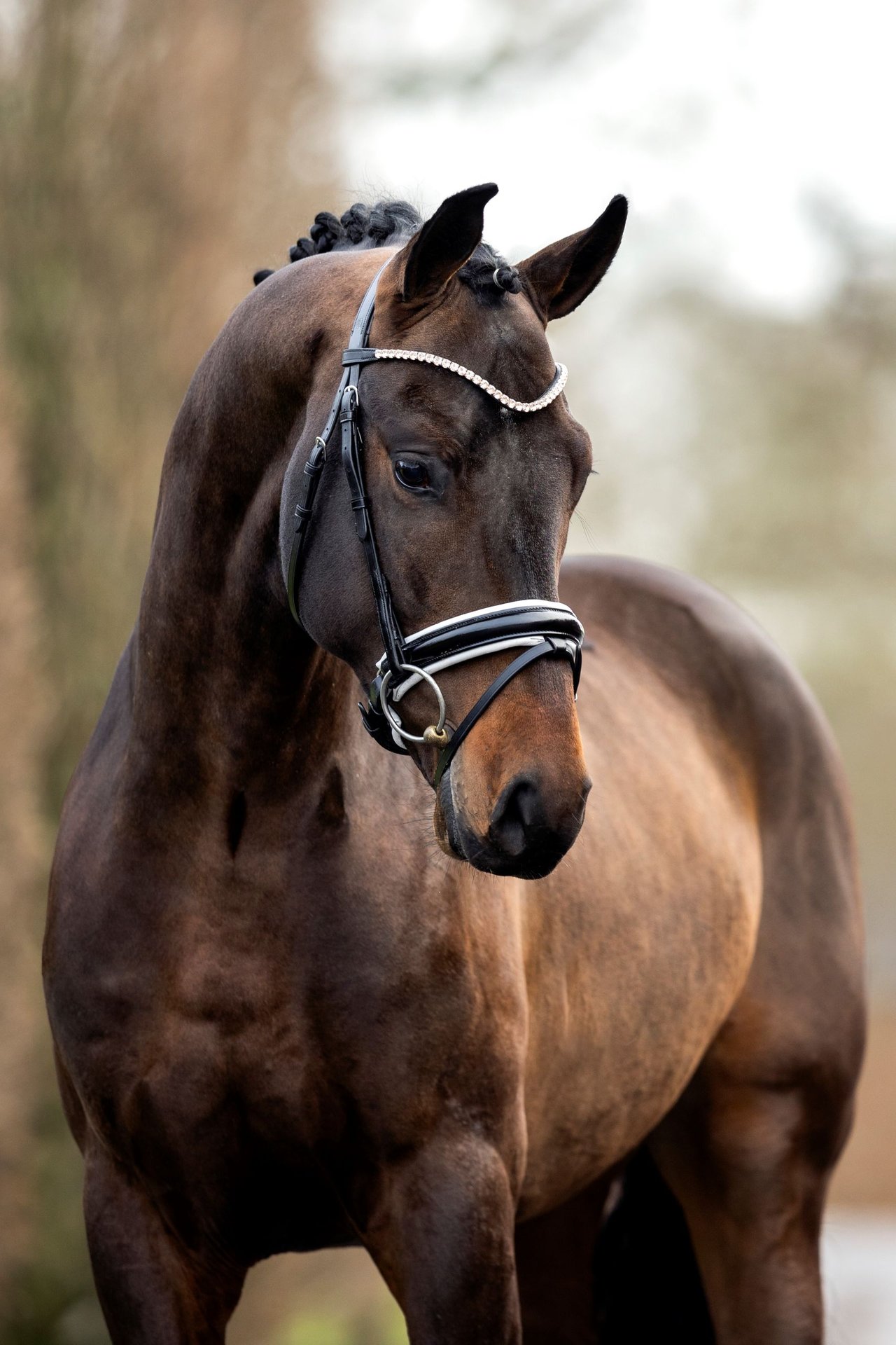 Oldenburg Stallion Bay-Dark in Celle