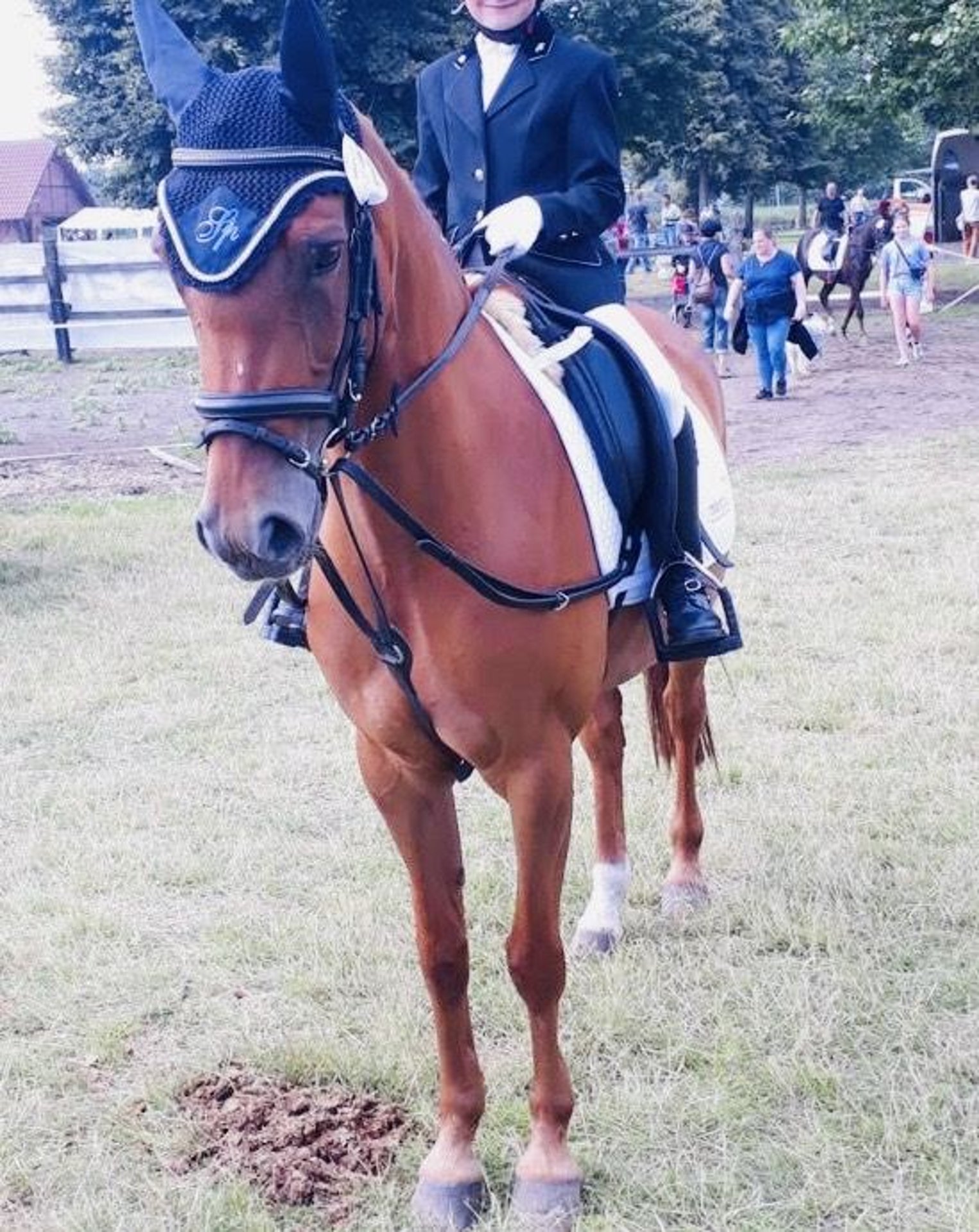 Deutsches Reitpony Stute 12 Jahre 144 Cm Fuchs In Saerbeck