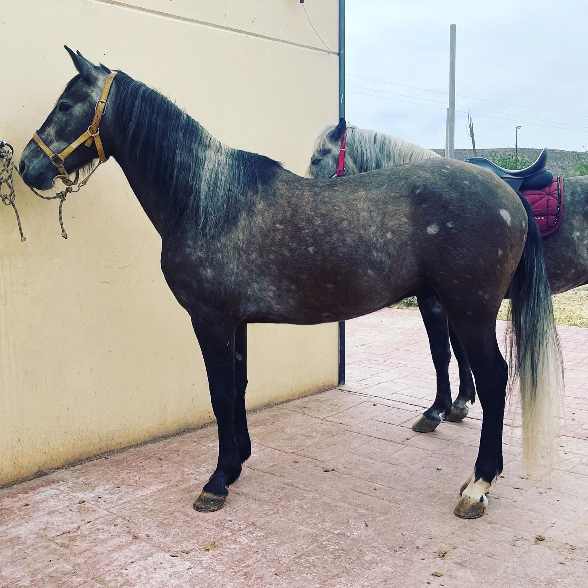 PRE Mix Gelding 6 years 15,1 hh Gray-Red-Tan in Mijas