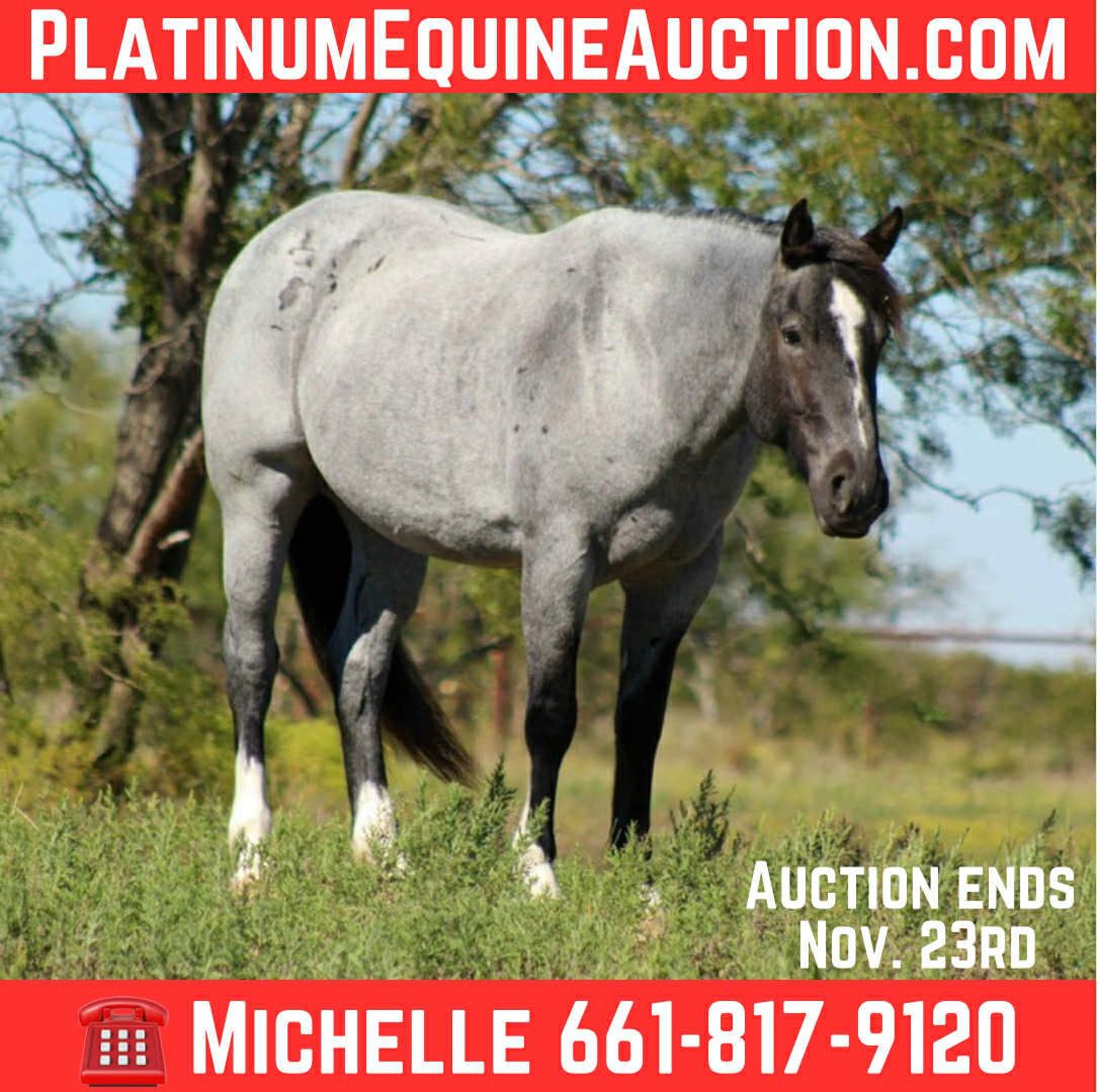Caballos En Venta En Texas