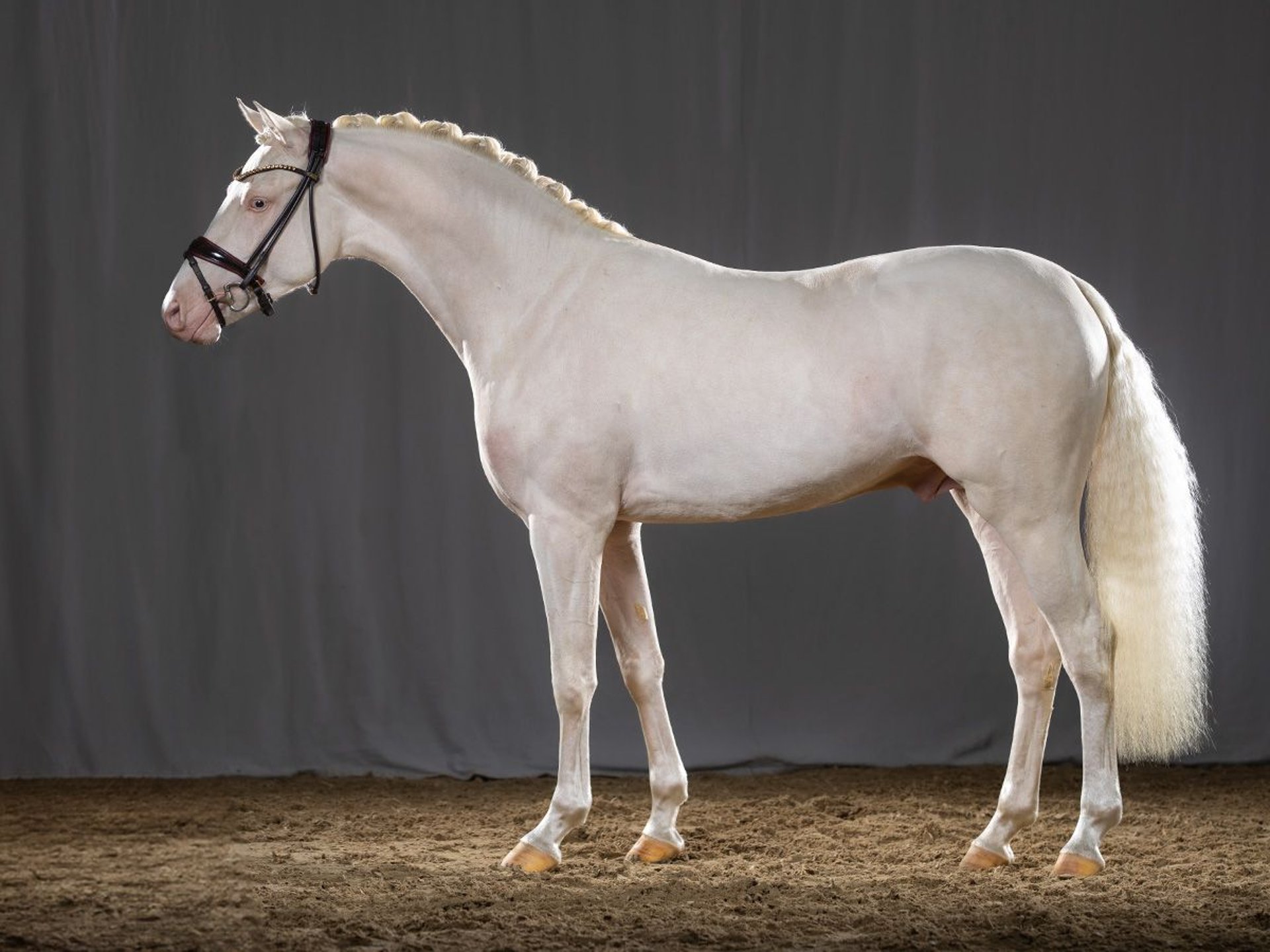 German Riding Pony Stallion Cremello in Bedburg