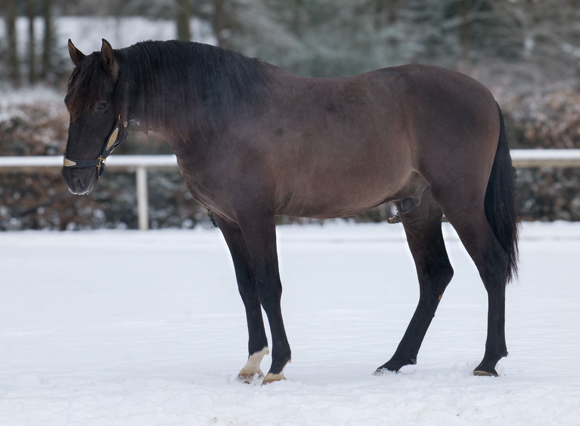 PRE Mix Wallach 3 Jahre 156 cm Dunkelfuchs in Neustadt (Wied)