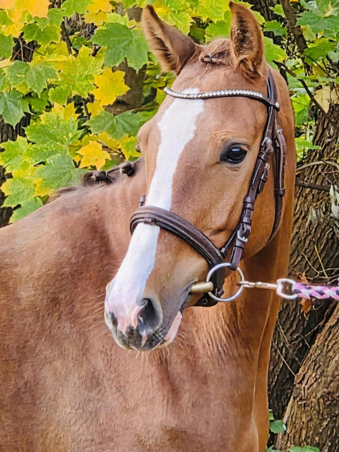 German Riding Pony Ranch German Riding Pony Mare 4 years 14,1 hh Chestnut-Red in Grevenbroich