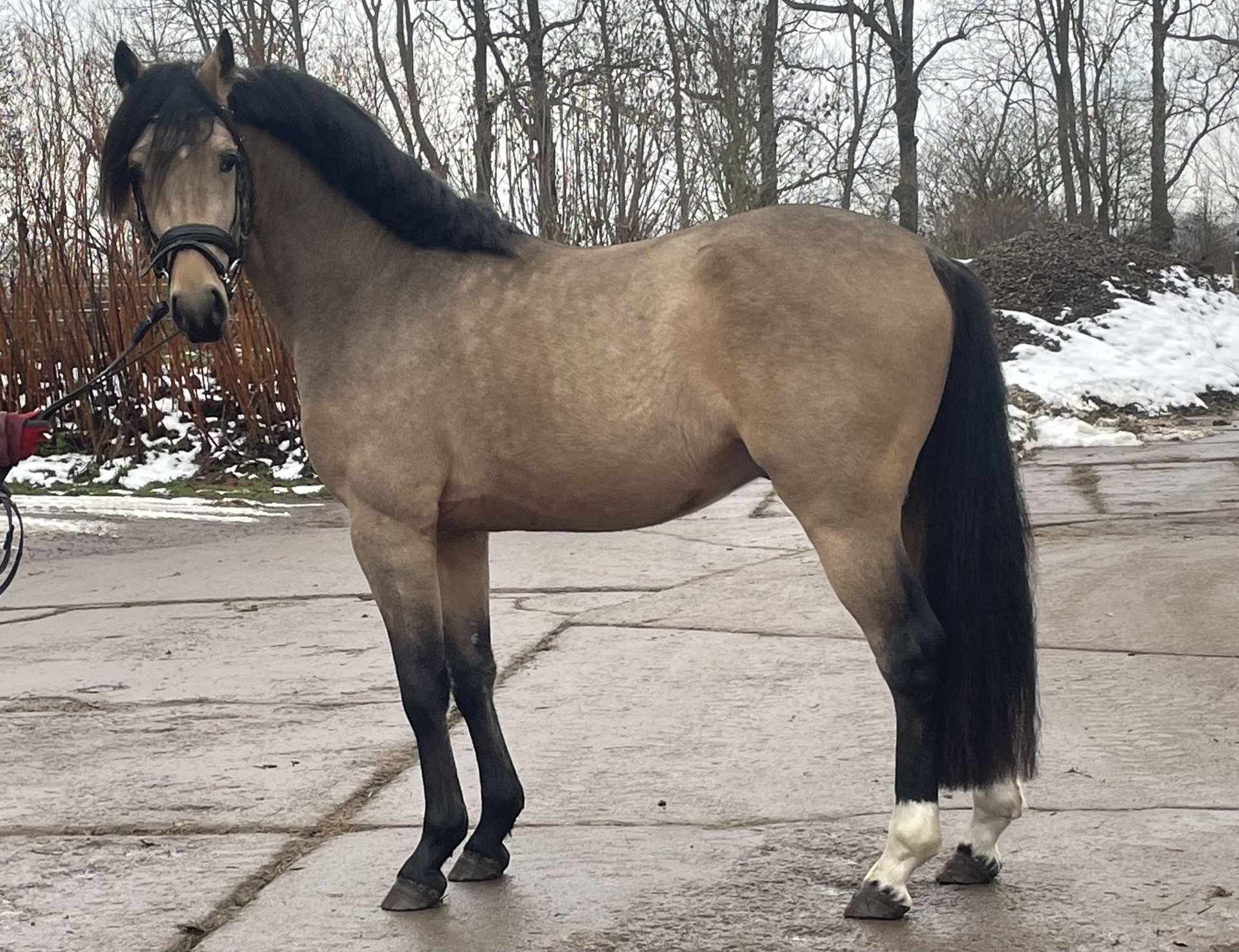 Deutsches Reitpony Wallach 3 Jahre 145 Cm Falbe In Nordhausen