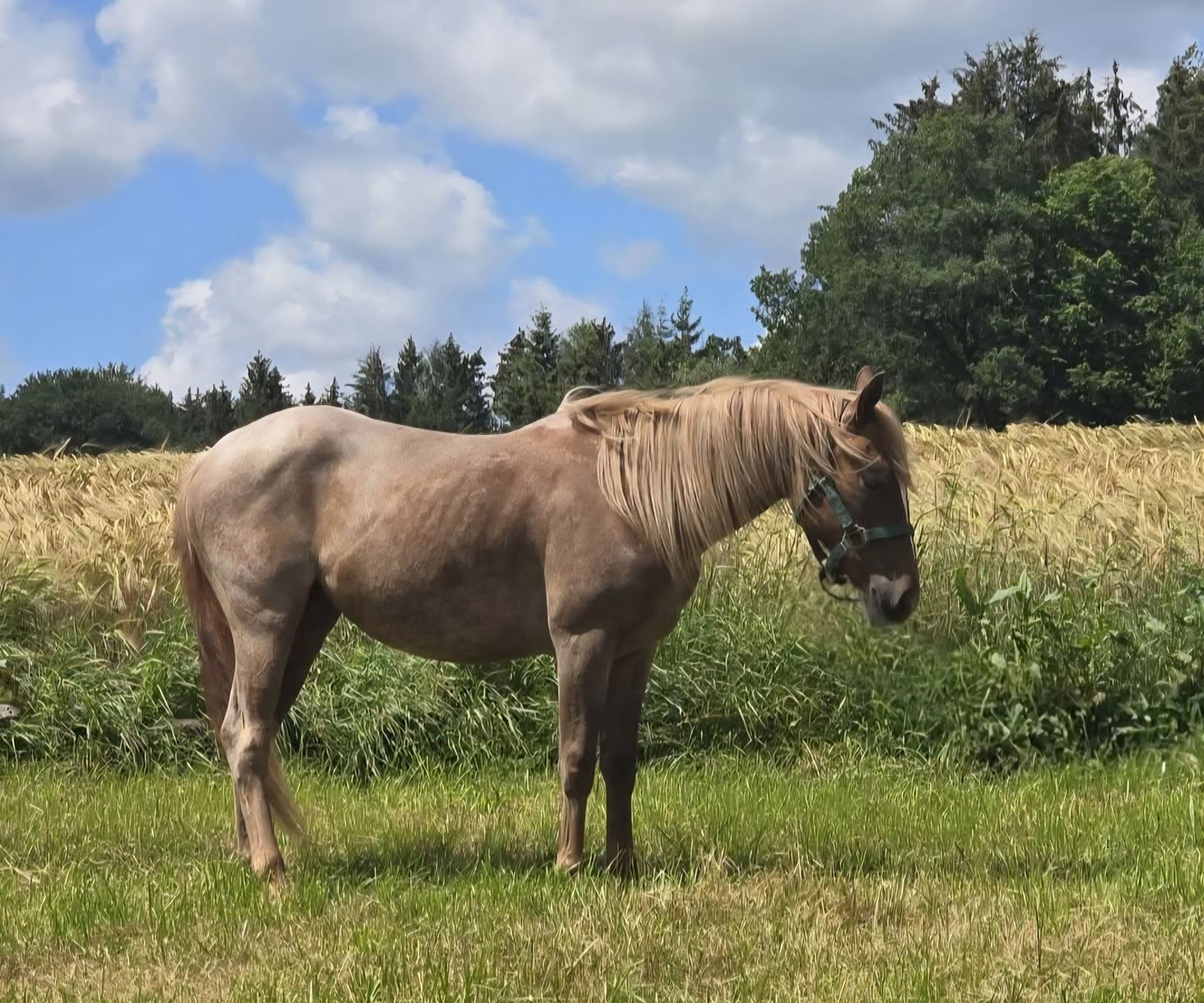 Evolution Rouan Cheval Quarter horse américain Jument 4 Ans 135 cm Rouan Rouge in Oberthulba