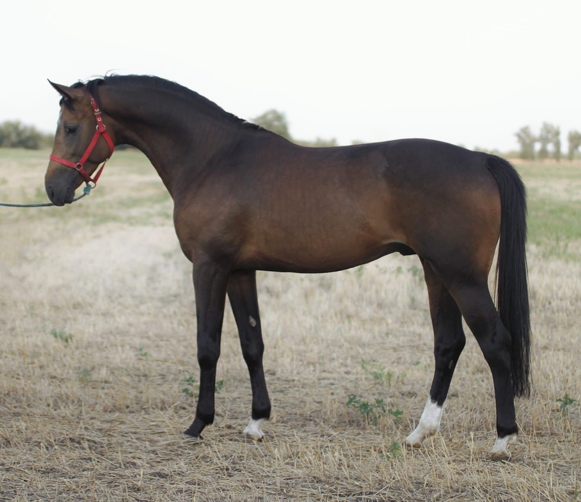 Rhinelander Stallion 3 years 16,1 hh Buckskin in Alt MöllnScilau