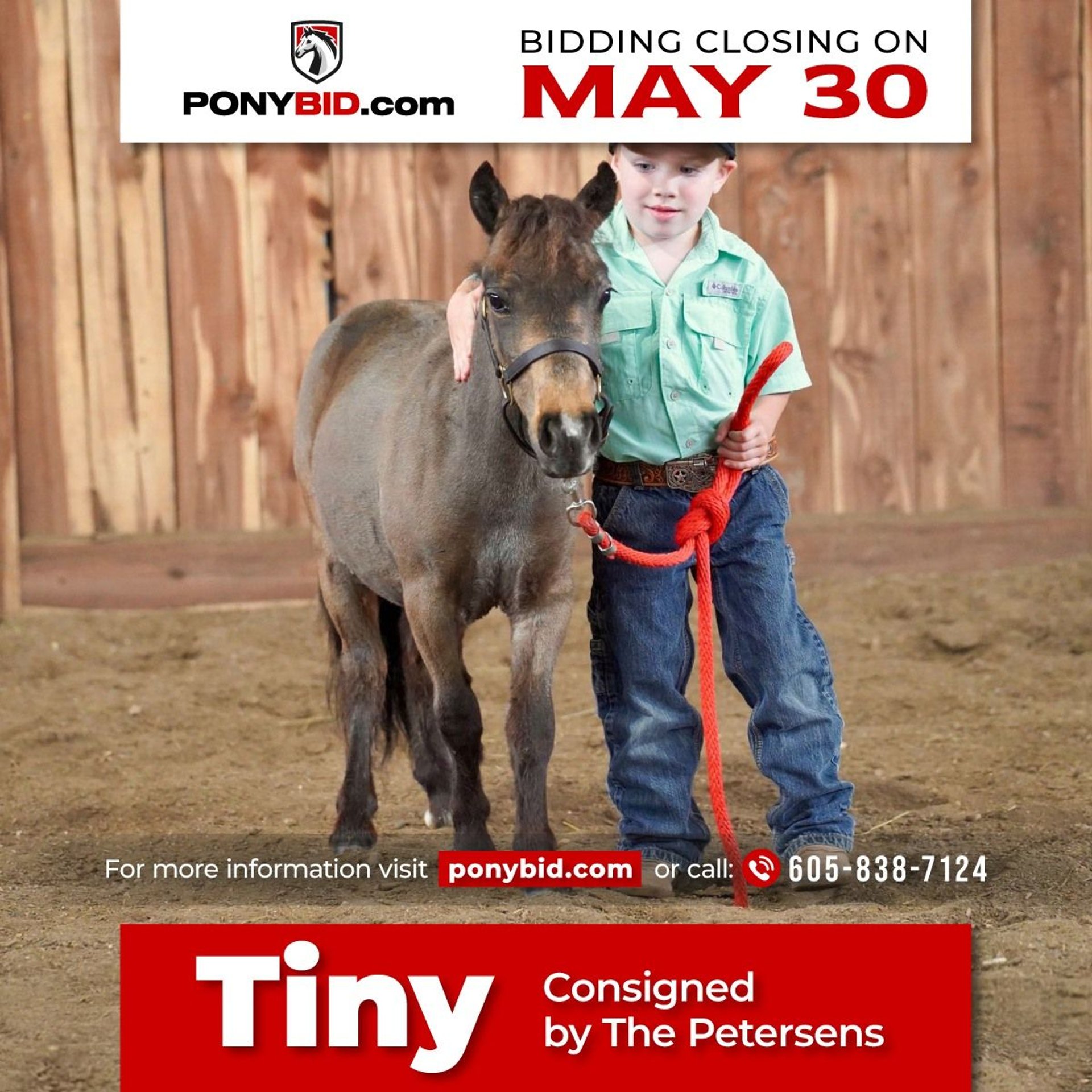 Más ponis/caballos pequeños Semental 2 años 61 cm Grullo in Valley