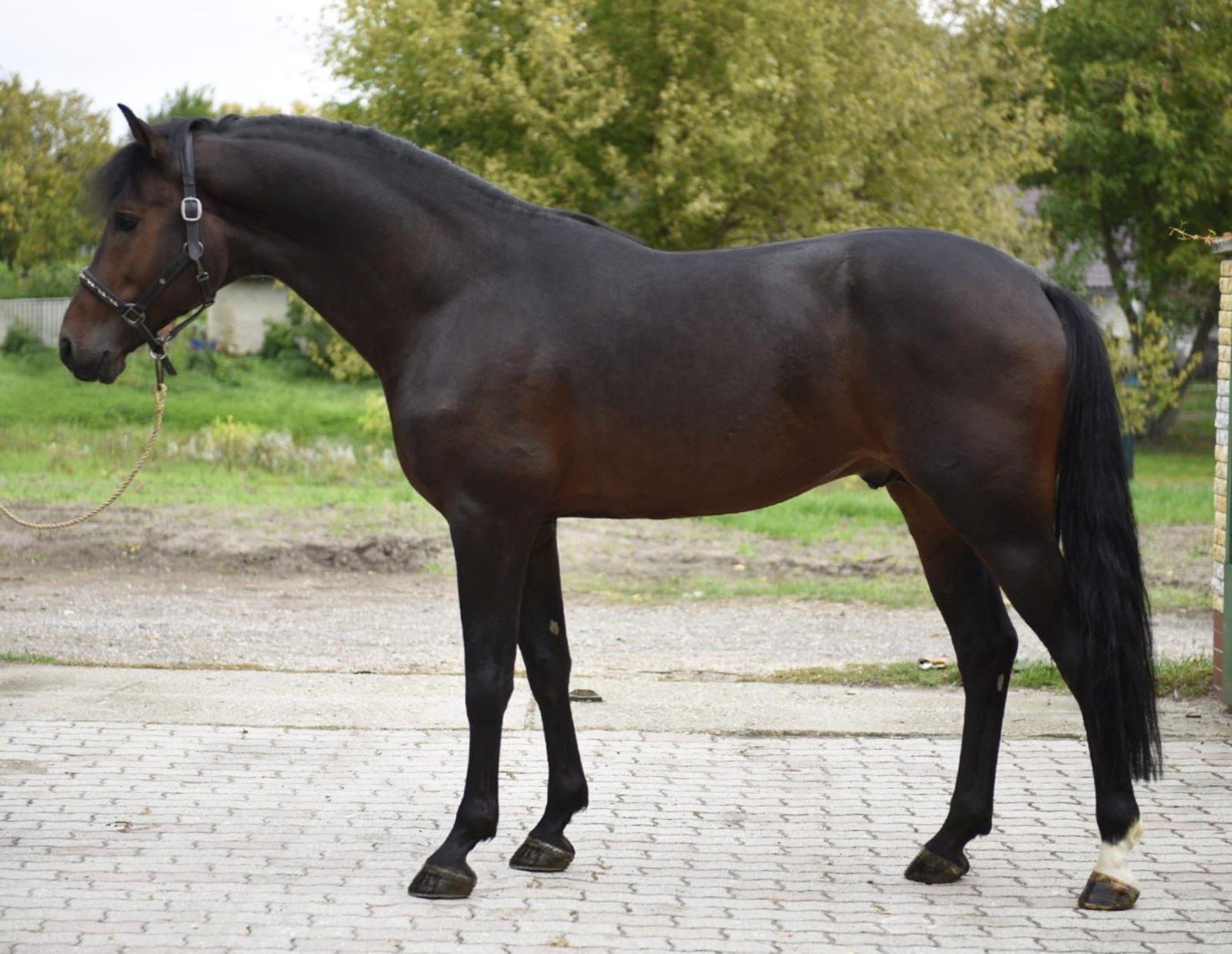 Zangersheider Stallion 4 years 16,2 hh Bay-Dark in Murska Soboda
