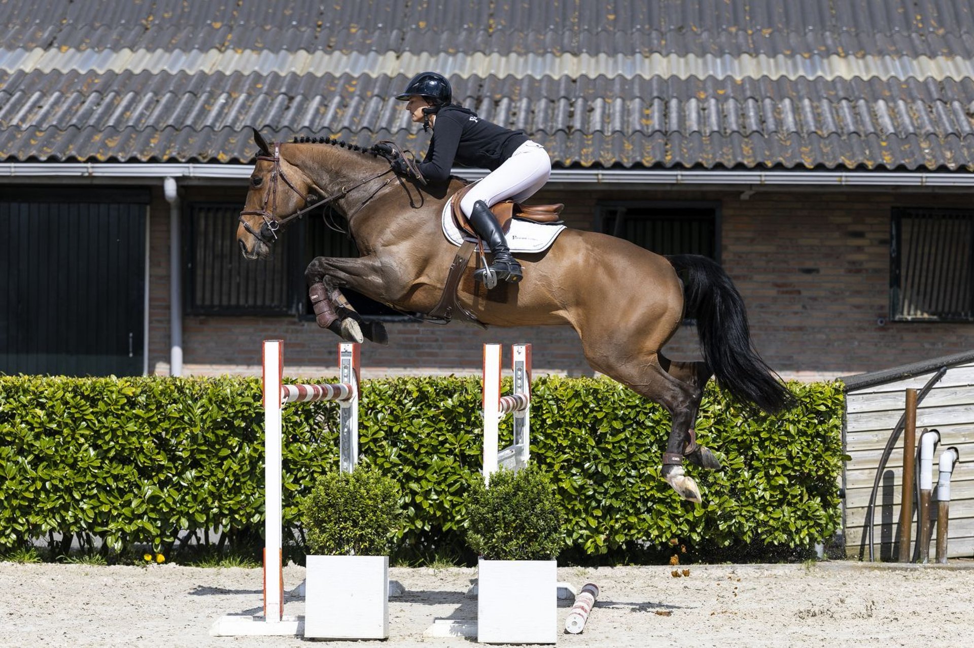 Ukrainian Riding Horse Mare 9 years 16.2 hh in Waddinxveen
