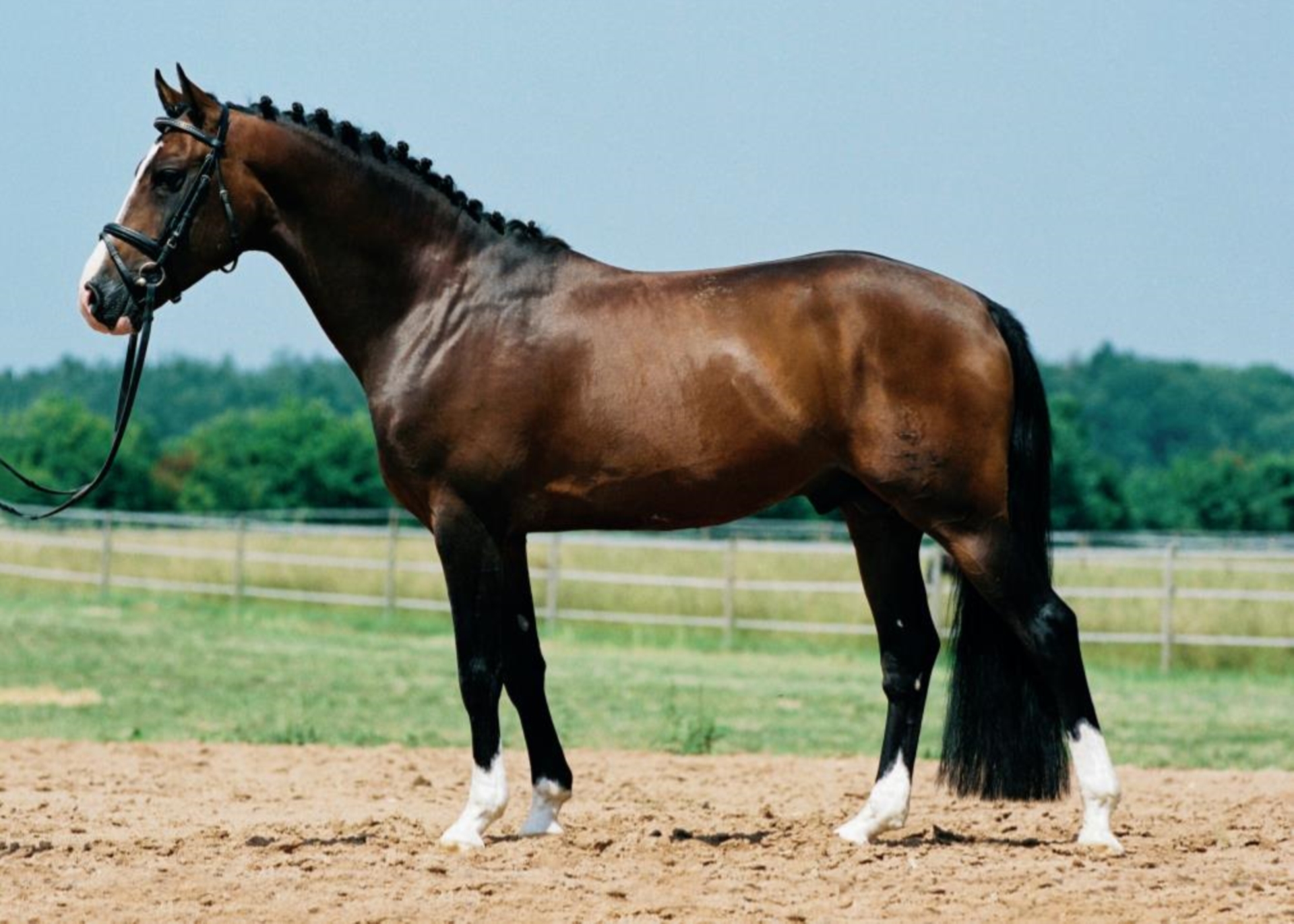 German Riding Pony Stallion Brown in Umpfenbach 