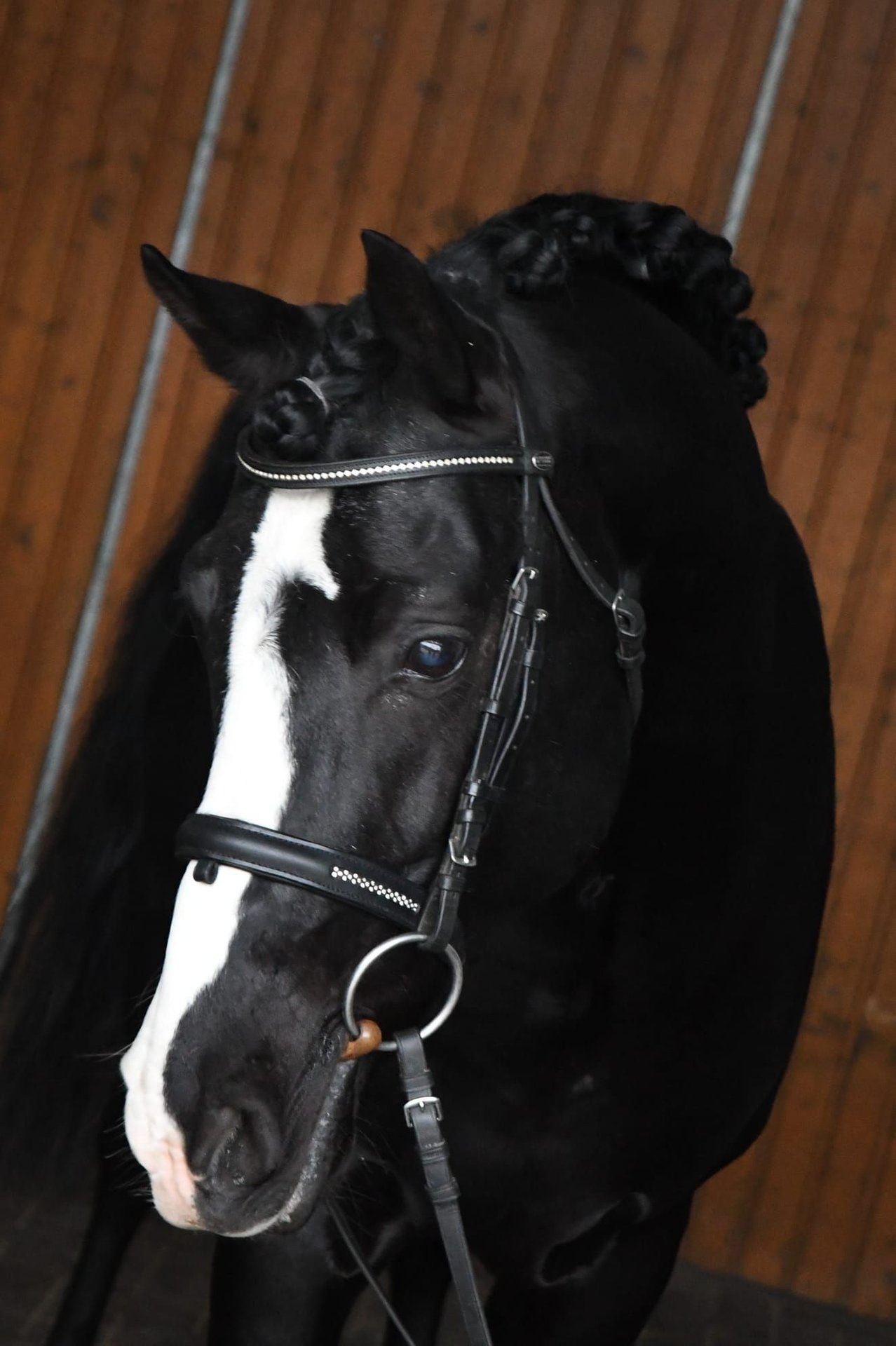 German Riding Pony Stallion Black in Coesfeld