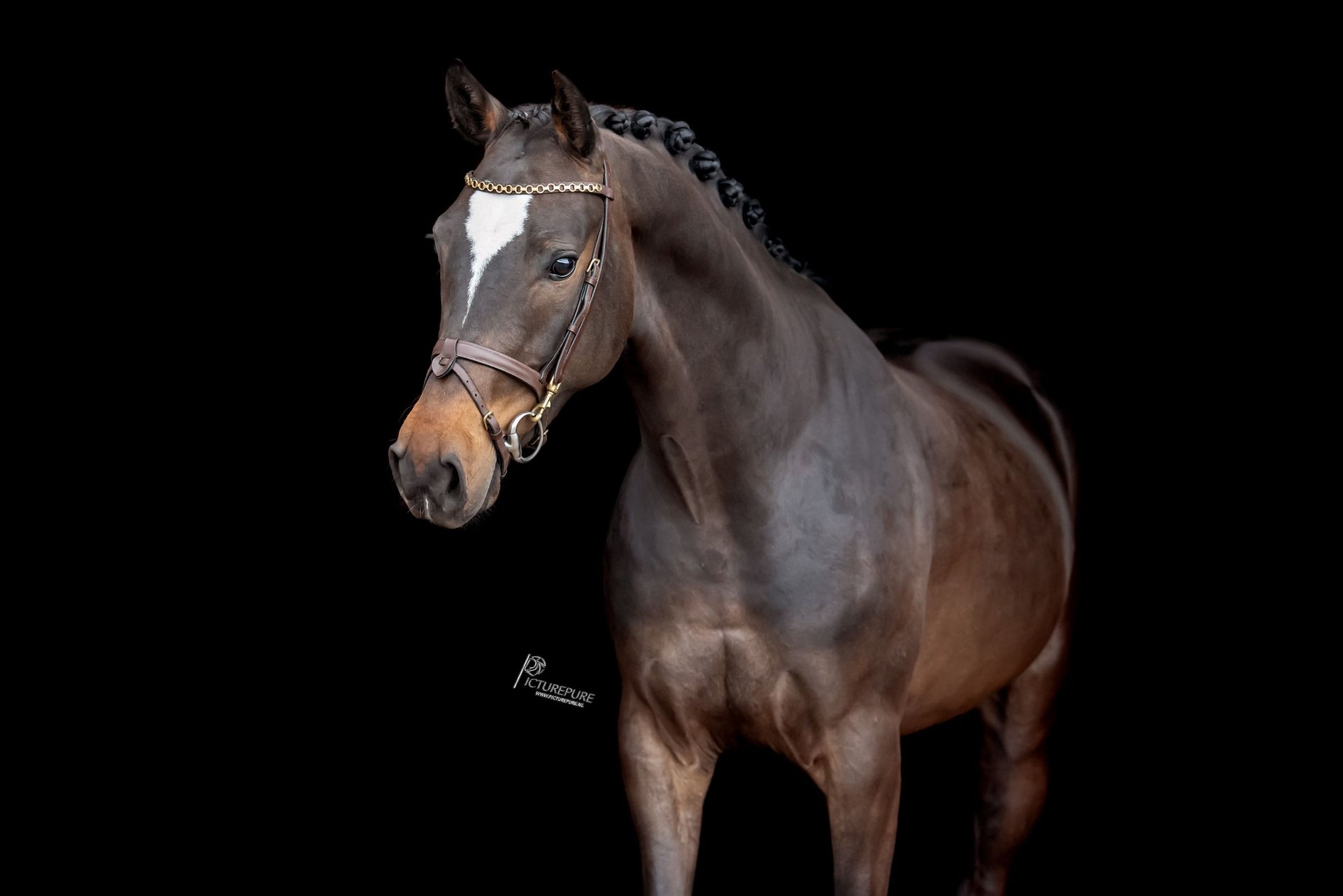 German Sport Horse Gelding 4 years 16 hh Bay-Dark in Goch
