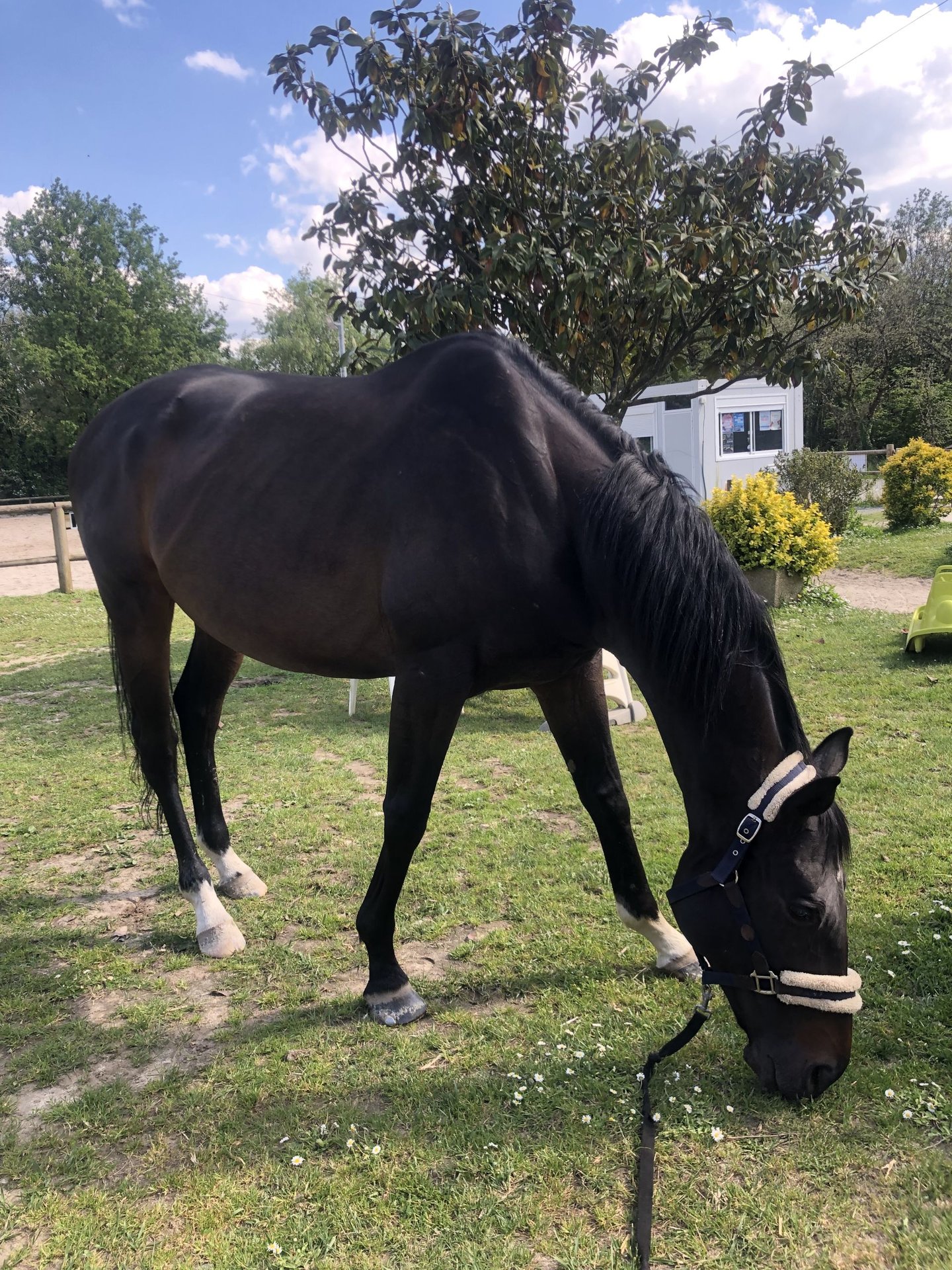 Engelskt fullblod Valack 10 år 165 cm in La ChapellesurErdre