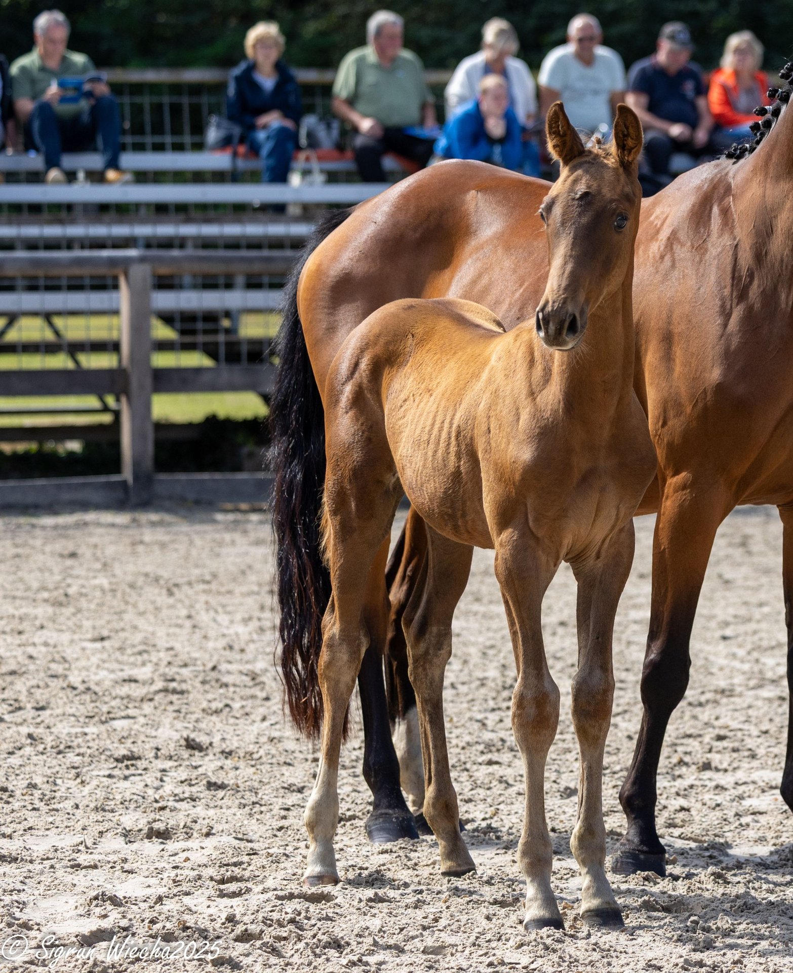Trakehner Hengst 1 Jahr Dunkelfuchs in Graditz