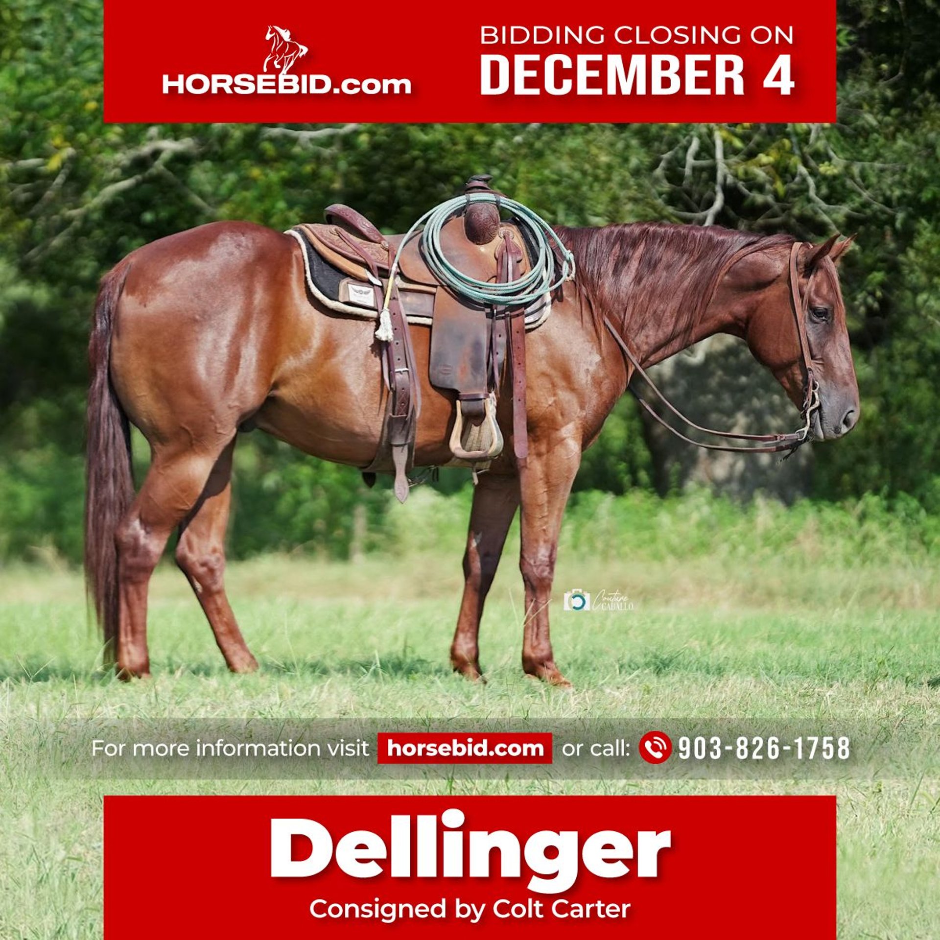 American Quarter Horse Gelding 6 years 15 hh Sorrel in De Kalb, TX