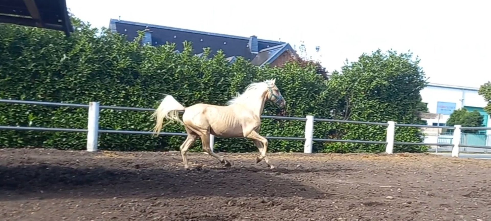 Weitere Ponys/Kleinpferde Wallach 3 Jahre 149 Cm Palomino In Niederzier