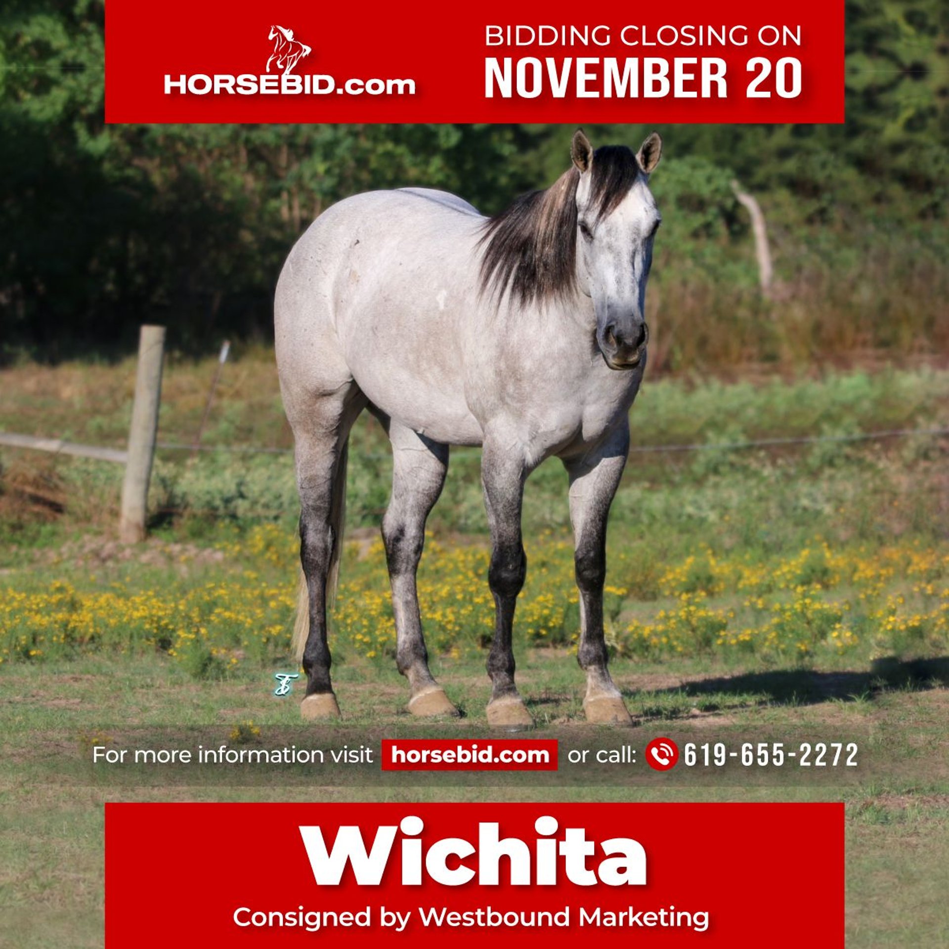 American Quarter Horse Gelding 6 years 15,2 hh Gray in Carthage