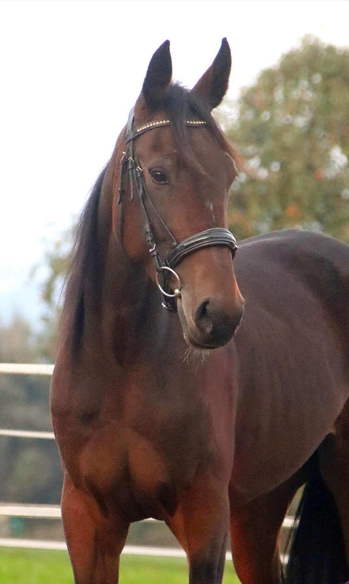 Trotteur français Jument Ans 165 cm Bai in Kirchbichl
