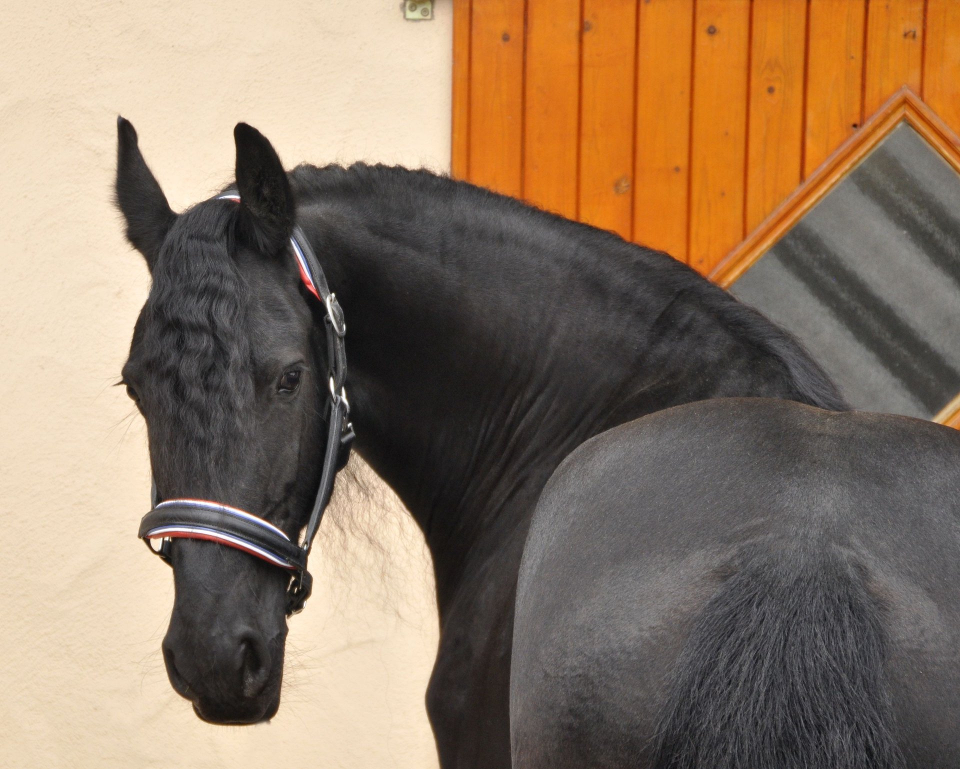 Friesian horses mare 6 years 16 1 hh black in ochtendung