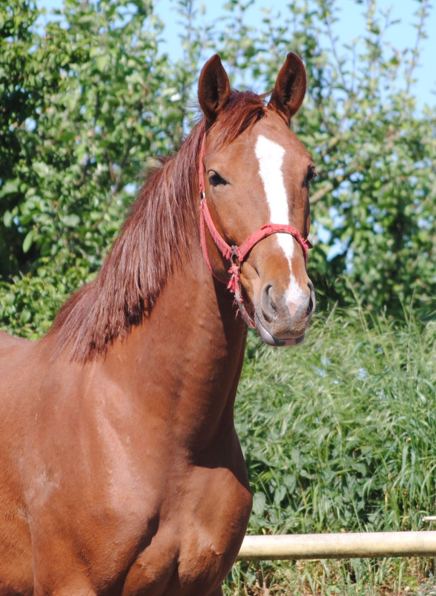 Cavallo da sella tedesco Castrone 2 Anni Sauro in Crivitz