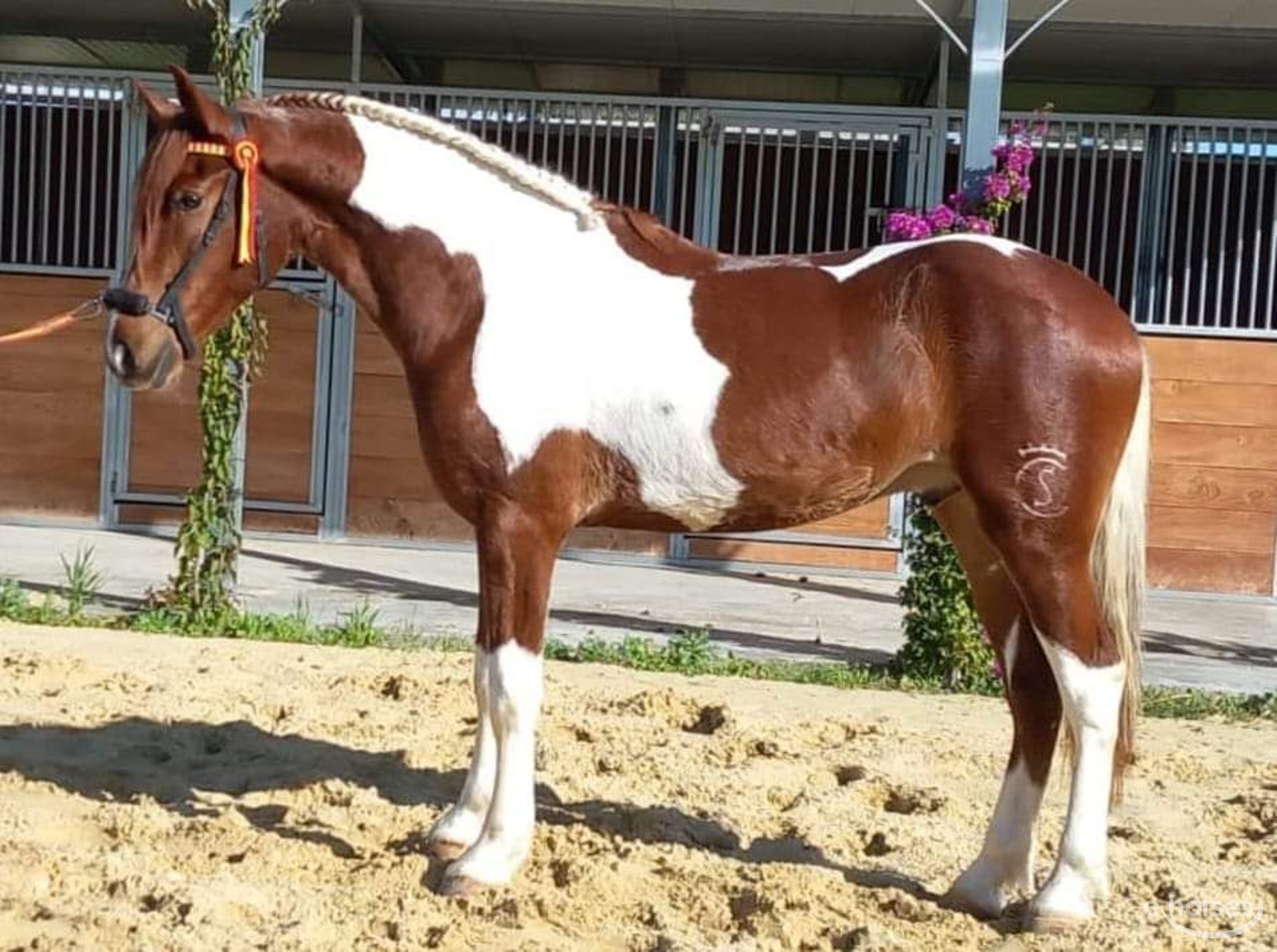 Baroque Pinto Stallion 2 years Brown in Chiclana de la Frontera