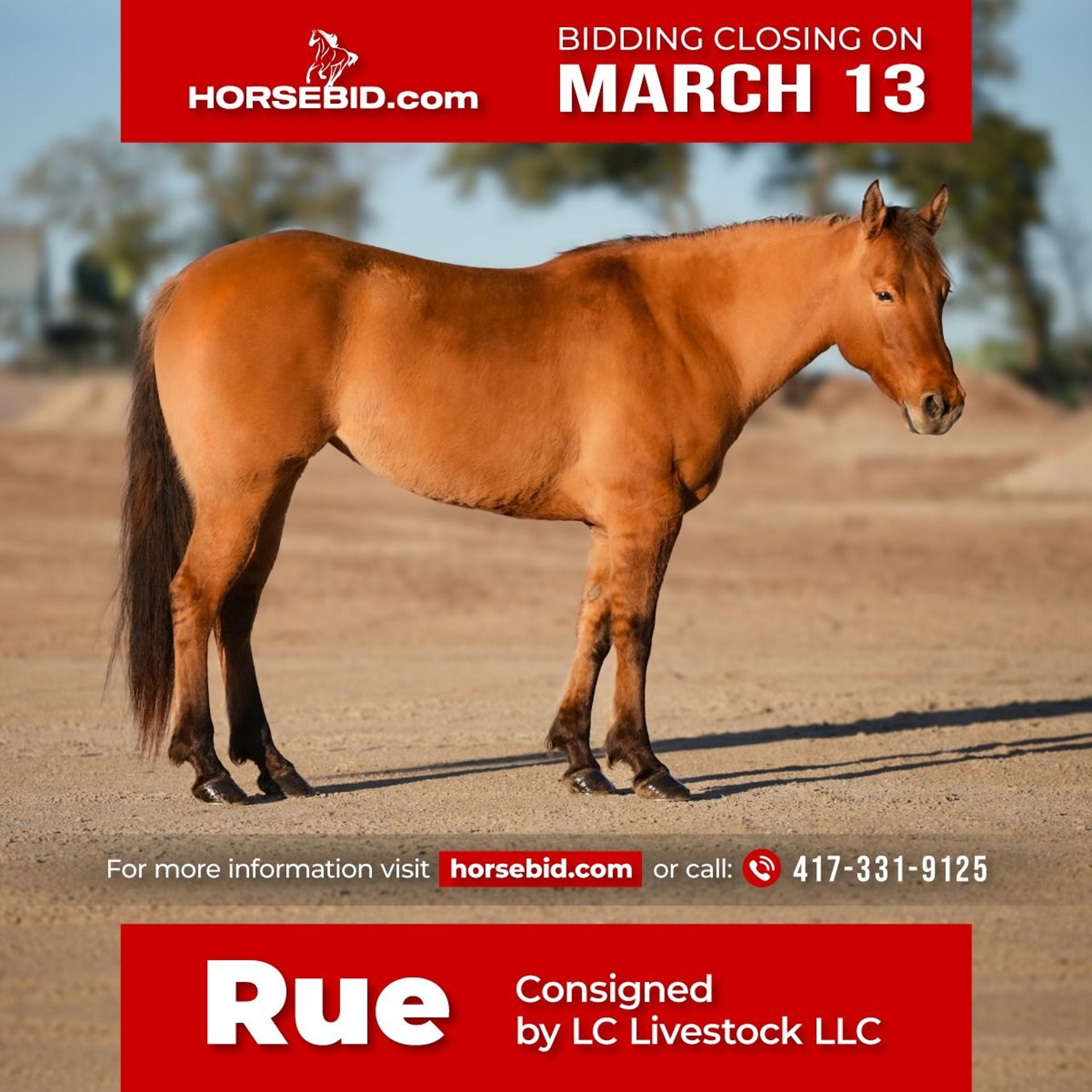 American Quarter Horse Mare 6 years Dun in Weatherford, TX