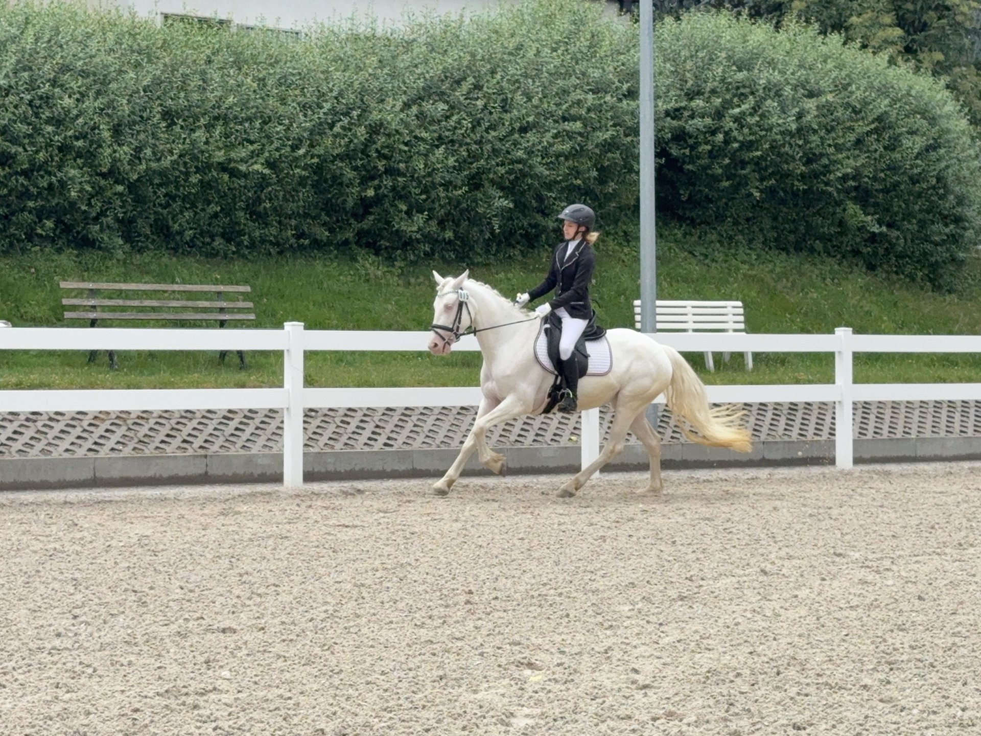 Azores Cashel, helle Cremello Connemara-Stute, Impression 3