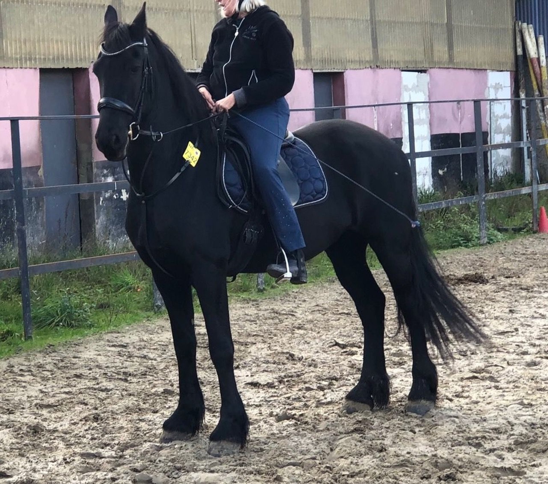 Friesen Wallach 6 Jahre 163 cm Rappe in Korschenbroich