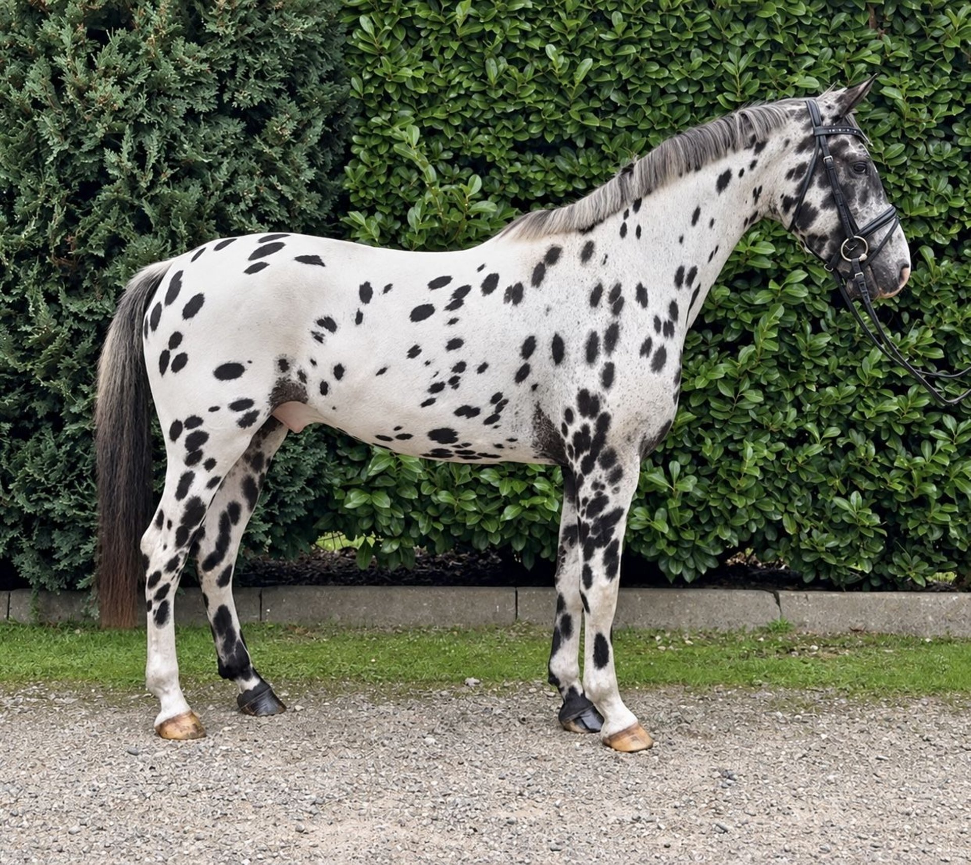 Appaloosa-Wallach, Tigerschecke, 5 Jahre, Impression 1