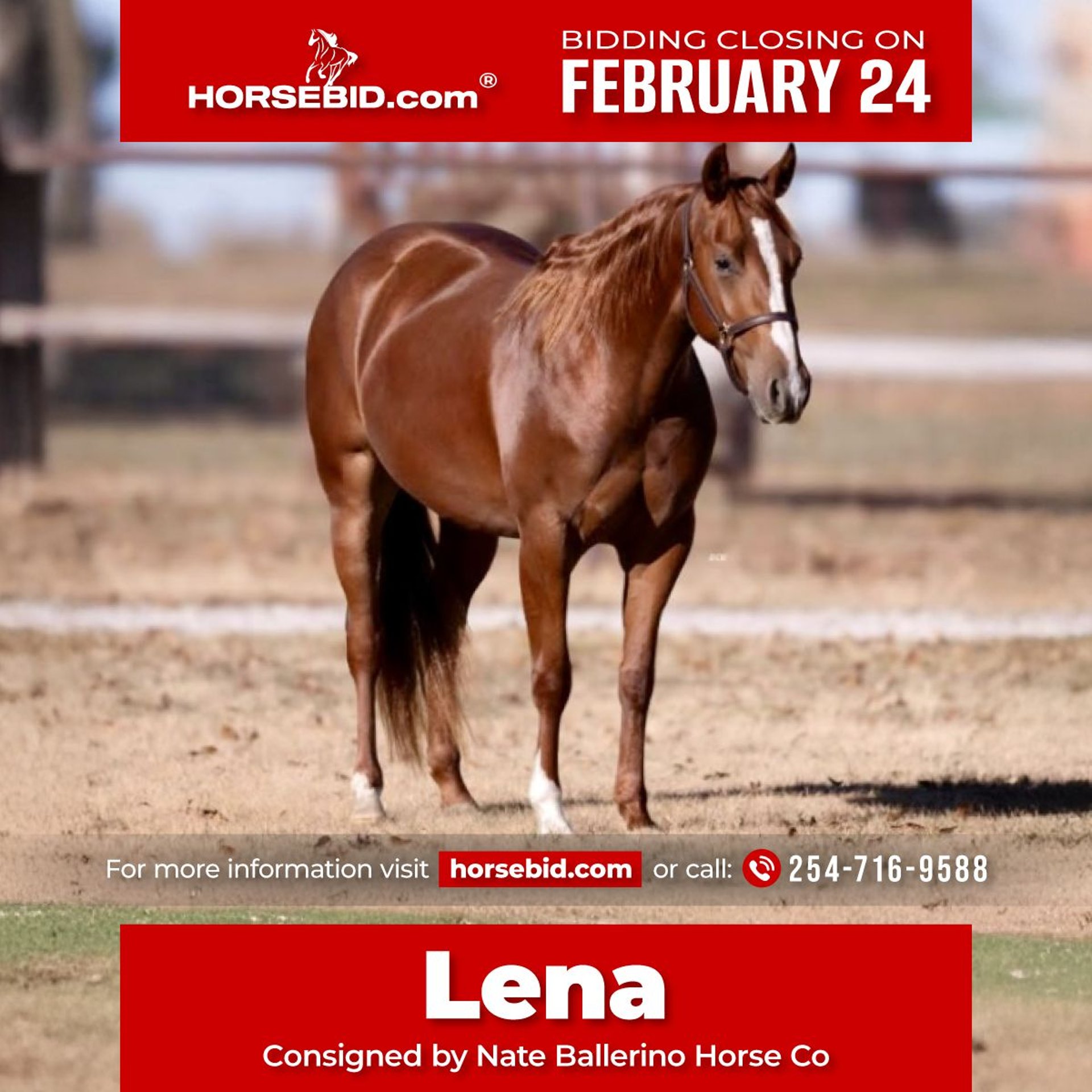 Caballos En Venta En Texas